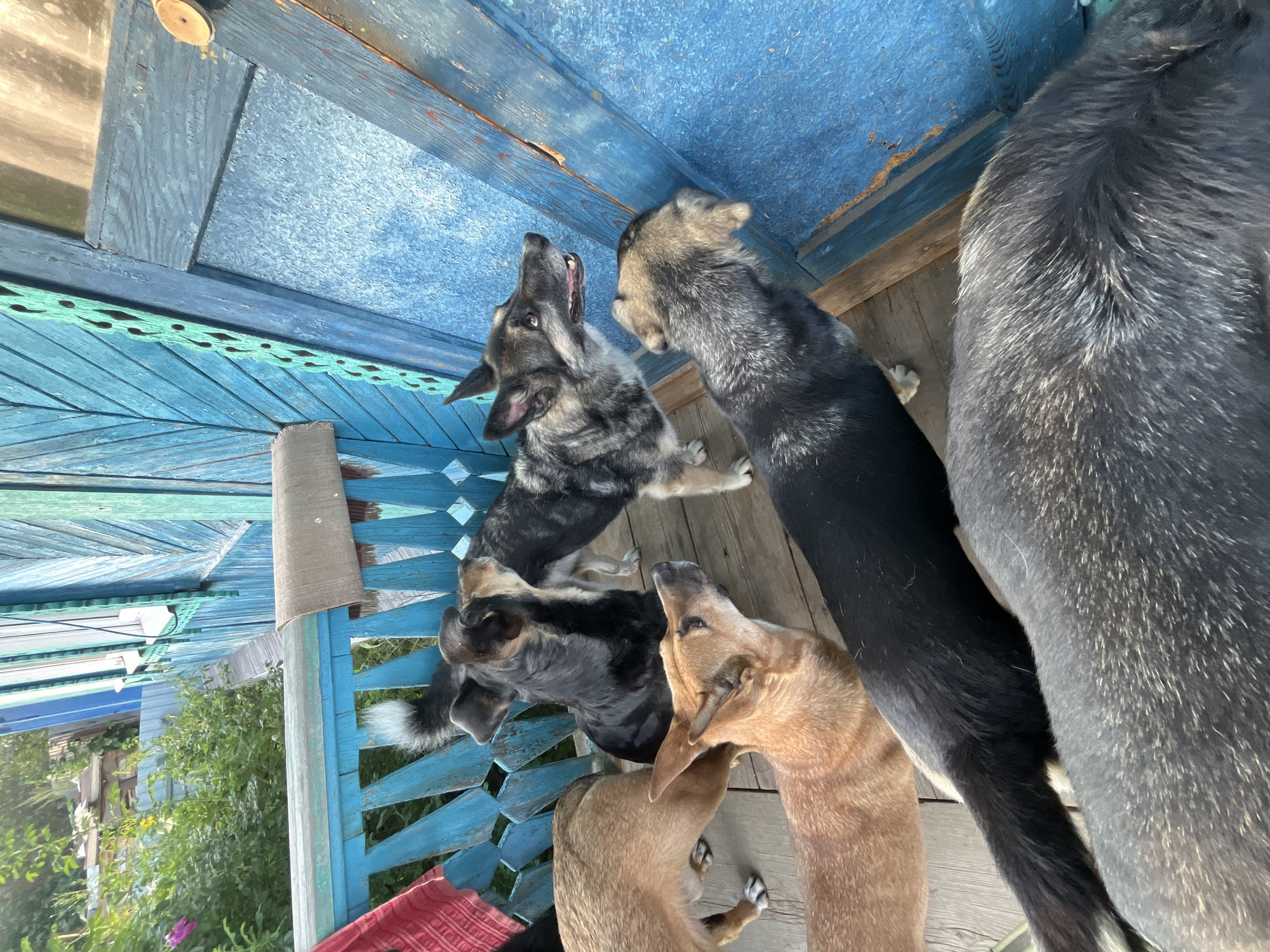 Five dogs are gathered on a wooden porch, which appears to be part of a rustic house with blue wooden walls and trim. The porch floor is also made of wood. One dog, a German Shepherd mix with gray and black fur, stands near a blue door and is looking to its right. Another dog, with dark black fur, stands behind the German Shepherd mix, facing away from the camera. A tan-colored dog is in the foreground, looking up and to its right. To the left, a light brown dog is visible from the side. The furthest dog on the left is mostly black with some white markings on its tail. The background shows green foliage and what appears to be construction materials or a shed. The image context suggests this scene is located in Nizhny Tagil, Russia, likely in a residential area with older wooden structures.