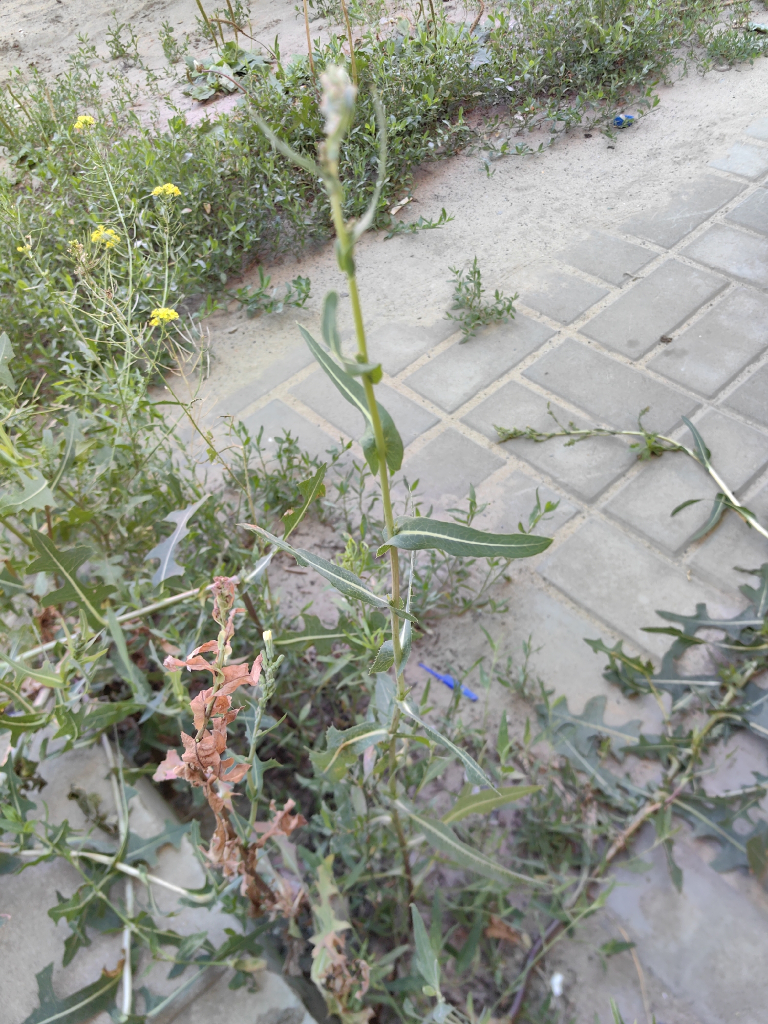 A patch of wildflowers, some with small yellow blossoms, grows along the edge of a paved walkway in Uryupinsk, Russia. The walkway is made of rectangular gray pavers laid in a diamond pattern. Green vegetation, including a tall plant with long, serrated leaves and a dried brown flower stalk, surrounds the pavers and grows in the sandy soil between them. A blue object, possibly a pen or pencil, lies on the sand near the plants. The scene appears to be an outdoor environment, likely a park or a residential area, with natural elements interspersed with urban infrastructure.
