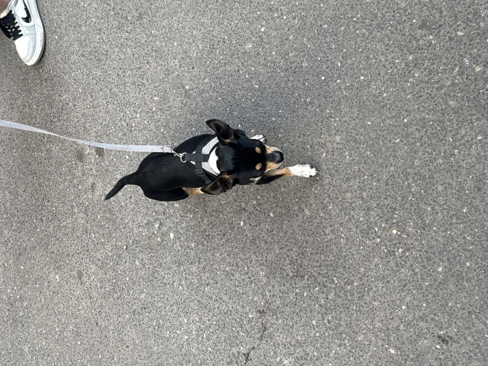 A small black and tan Chihuahua dog is walking on a grey asphalt surface. The dog is wearing a harness and is attached to a light-colored leash. The dog is facing the camera and appears to be mid-stride, with its front right paw extended. To the upper right of the image, a person's lower legs and feet are visible. The person is wearing a white sneaker with black laces and a black Nike swoosh logo. The scene is outdoors, and the asphalt surface shows some wear and cracks. No specific landmarks are identifiable to pinpoint the location in Yerevan, Armenia.