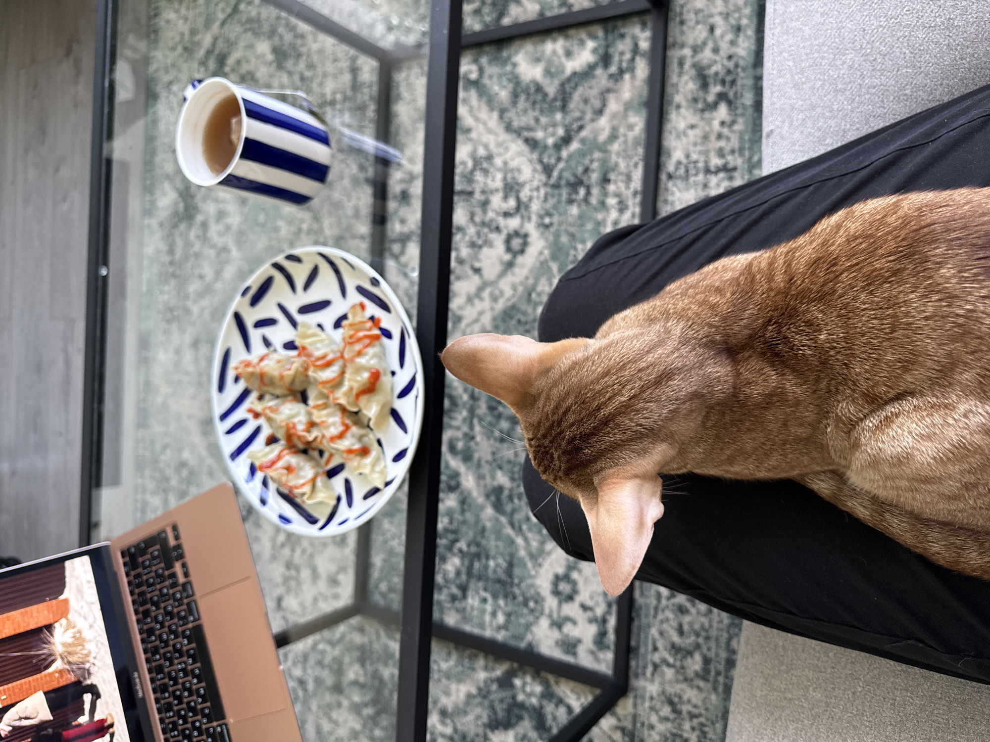 A high-angle shot shows a coffee table with a striped mug filled with liquid, a plate of dumplings drizzled with sauce, and an open laptop. Adjacent to the table, a cat rests on a person's lap. The location is not discernible from the image.