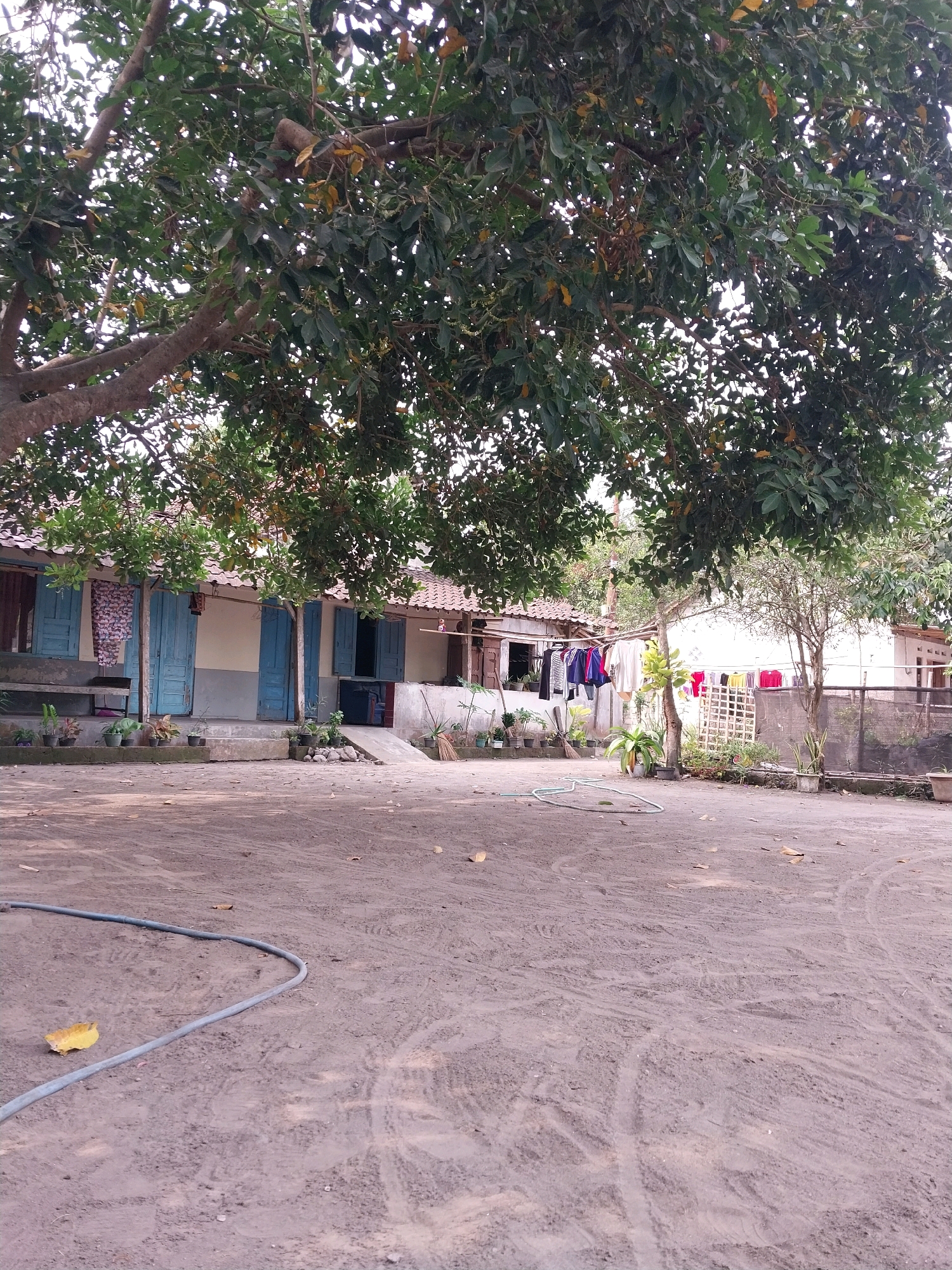 The image depicts a dusty, open yard in front of a modest dwelling, likely in Tijayan, Indonesia. A large tree with dense foliage dominates the foreground, casting shadows over the scene. The building appears to be single-story, with a tiled roof and several blue-painted shutters and doors. Clothes are hung out to dry on lines in front of the house, suggesting daily life activities. The yard itself is covered in dry, compacted dirt with visible tire tracks and scattered dry leaves. A coiled green hose lies on the ground in the lower left portion of the image. The overall impression is one of a rural or semi-rural residential setting, with a focus on simplicity and everyday functionality.