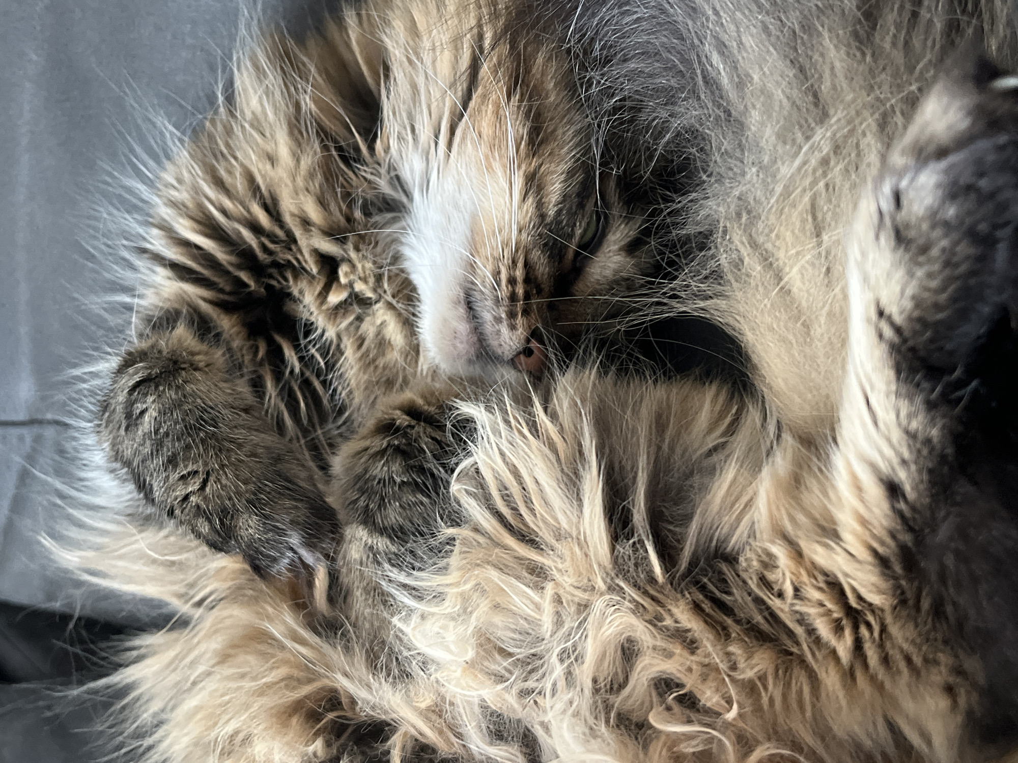 This is a close-up, top-down, full-frame photograph of a fluffy, long-haired cat sleeping. The cat is curled up, with its face visible in the center of the frame. Its eyes are closed, and its pink nose is slightly visible. The cat's fur is a mix of brown, gray, and cream colors, with some lighter, wispy hairs sticking out. The background is a dark, out-of-focus surface, likely a piece of furniture. There is no indication of the city of Babruysk, Belarus, in this image.