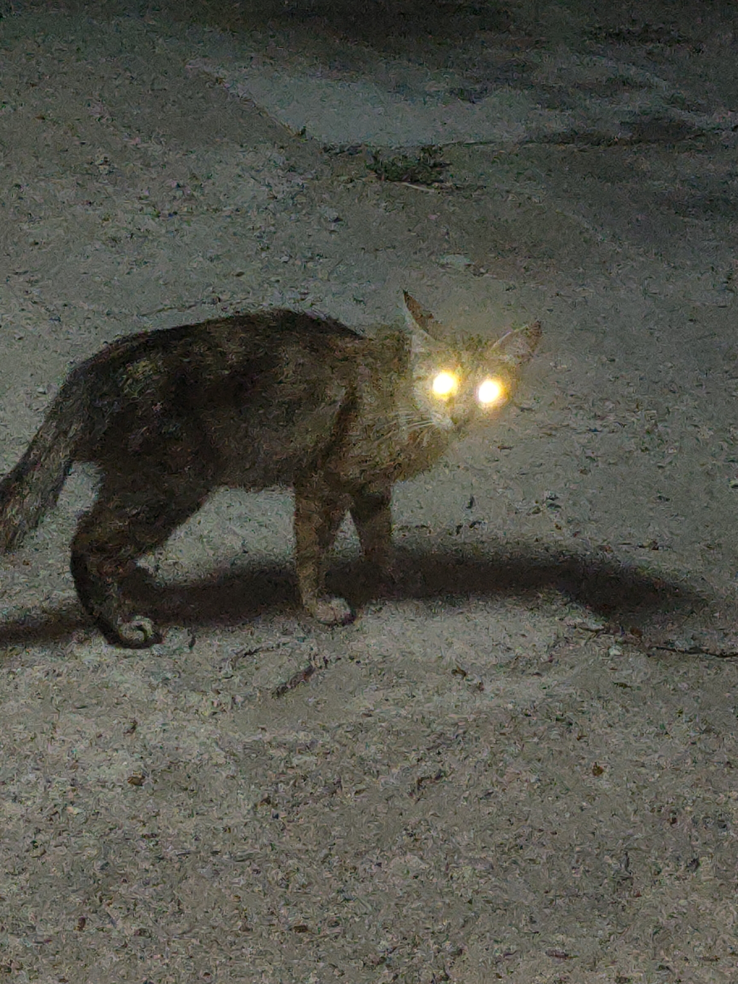A cat with glowing yellow eyes stands on a textured, grey surface that appears to be asphalt or concrete. The cat is facing the viewer and is captured in a low-light environment. Its fur is a mix of brown and grey. A shadow of the cat is cast on the ground behind it. The background is dark and indistinct, suggesting it may be nighttime or a dimly lit area. The location is specified as Ternovka, Moldova.