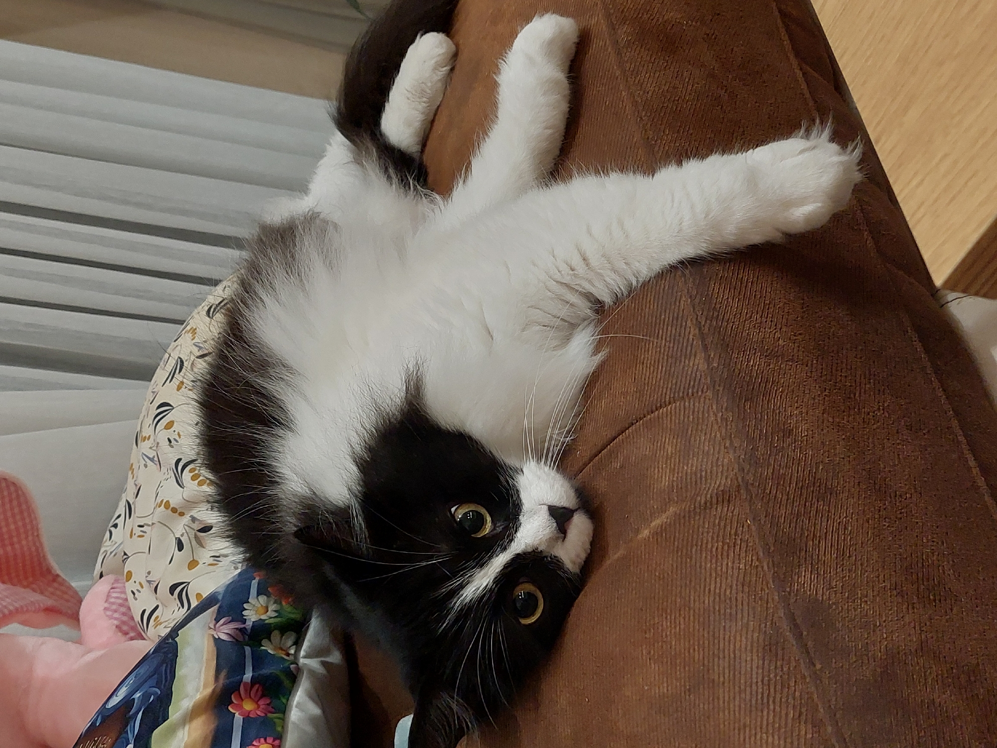 A black and white cat lies upside down on a brown corduroy surface. The cat's paws extend outwards. The cat's head is tilted to the side. The cat's eyes are open. A colorful patterned fabric is visible in the background to the left. The location is not identifiable as Plovdiv, Bulgaria.
