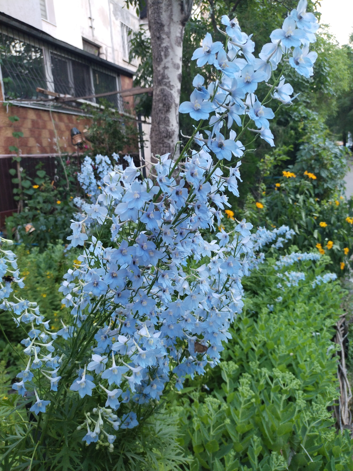 This media file is a vertical, close-up photograph of a blooming delphinium plant with striking pale blue flowers. The plant dominates the foreground, its tall spires of delicate blossoms reaching upwards. The flowers have a distinct spur-like shape and are clustered densely along the stems.
Behind the delphinium, the scene transitions to a garden setting. To the left, the side of a building is visible, characterized by a brick base and a light-colored upper story with windows that appear to have metal security bars. A tall tree with a distinctive patterned bark stands between the building and the flowers. The background further reveals lush green foliage, interspersed with small, vibrant yellow flowers, suggesting a late spring or summer day. The overall impression is one of a cultivated outdoor space, likely a garden adjacent to a residential building.
The lighting suggests it is daytime, possibly late afternoon or early morning, given the soft, diffused light. There are no people or overt human activity depicted, focusing solely on the natural elements of the garden. The image evokes a sense of natural beauty and tranquility. There is no visible text in the media file. The location context of Horishni Plavni, Ukraine, indicates the geographical setting of this floral display.