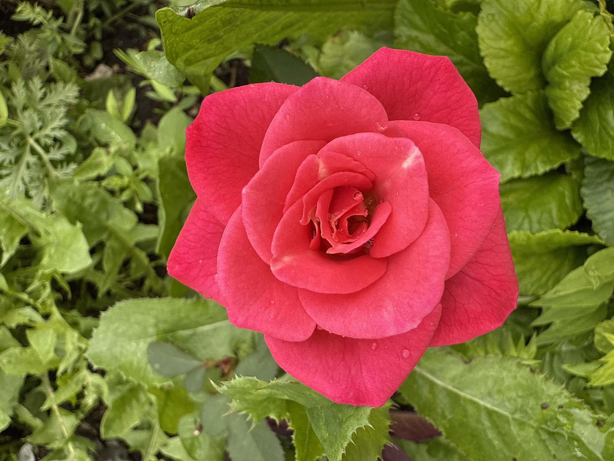 A close-up, top-down shot captures a vibrant, bright pink rose in full bloom. The rose is centrally positioned, with its petals unfurling outwards in a spiral pattern. Small droplets of water are visible on the surface of the petals, suggesting recent rain or watering. The rose is surrounded by lush green foliage, which fills the background and frames the flower. The leaves are varied in shape and texture, some appearing serrated and others smoother. The scene is likely outdoors, possibly in a garden or park. The image is static, showing no people or actions. The environment appears natural and somewhat wild due to the density and variety of the foliage. The specific location in Kamensk-Uralsky, Russia, cannot be determined from the image alone; it is a general depiction of a rose in a green setting.