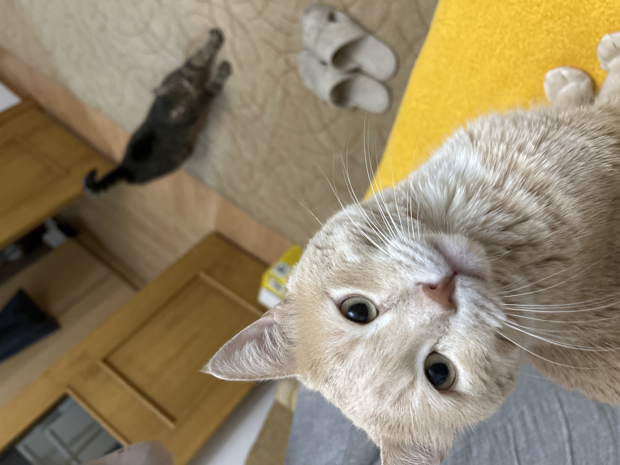 A light orange cat is in the foreground, looking directly at the camera. Its head is tilted slightly, and its eyes are open. The cat is lying on a bright yellow surface. In the background, a dark-colored cat is walking away from the camera. To the right of the dark cat, a pair of light-colored slippers are visible on a beige carpet. Behind the cats, there is a wooden door and a wooden floor. The scene appears to be indoors. There is no information available to determine the location in Moscow, Russia.