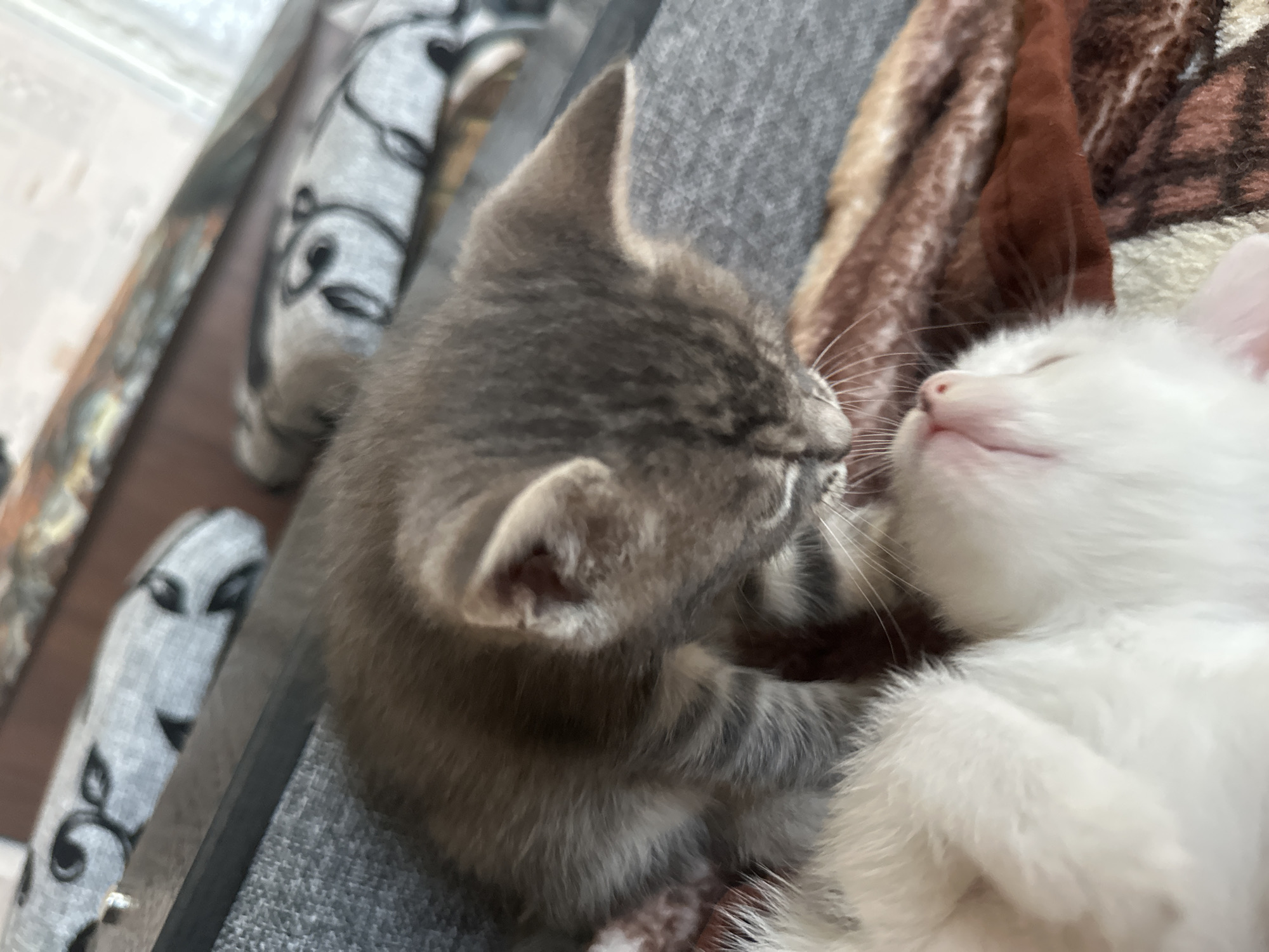 Two kittens are shown in close proximity. One kitten, primarily gray with tabby markings, is looking down towards the other. The second kitten, which is white and appears to be lying on its back, is positioned below the gray kitten. The background includes elements that suggest an indoor setting, possibly a couch or bed, with a textured blanket and a gray object with a pattern that resembles cartoon faces. The lighting is natural, coming from an unseen source.