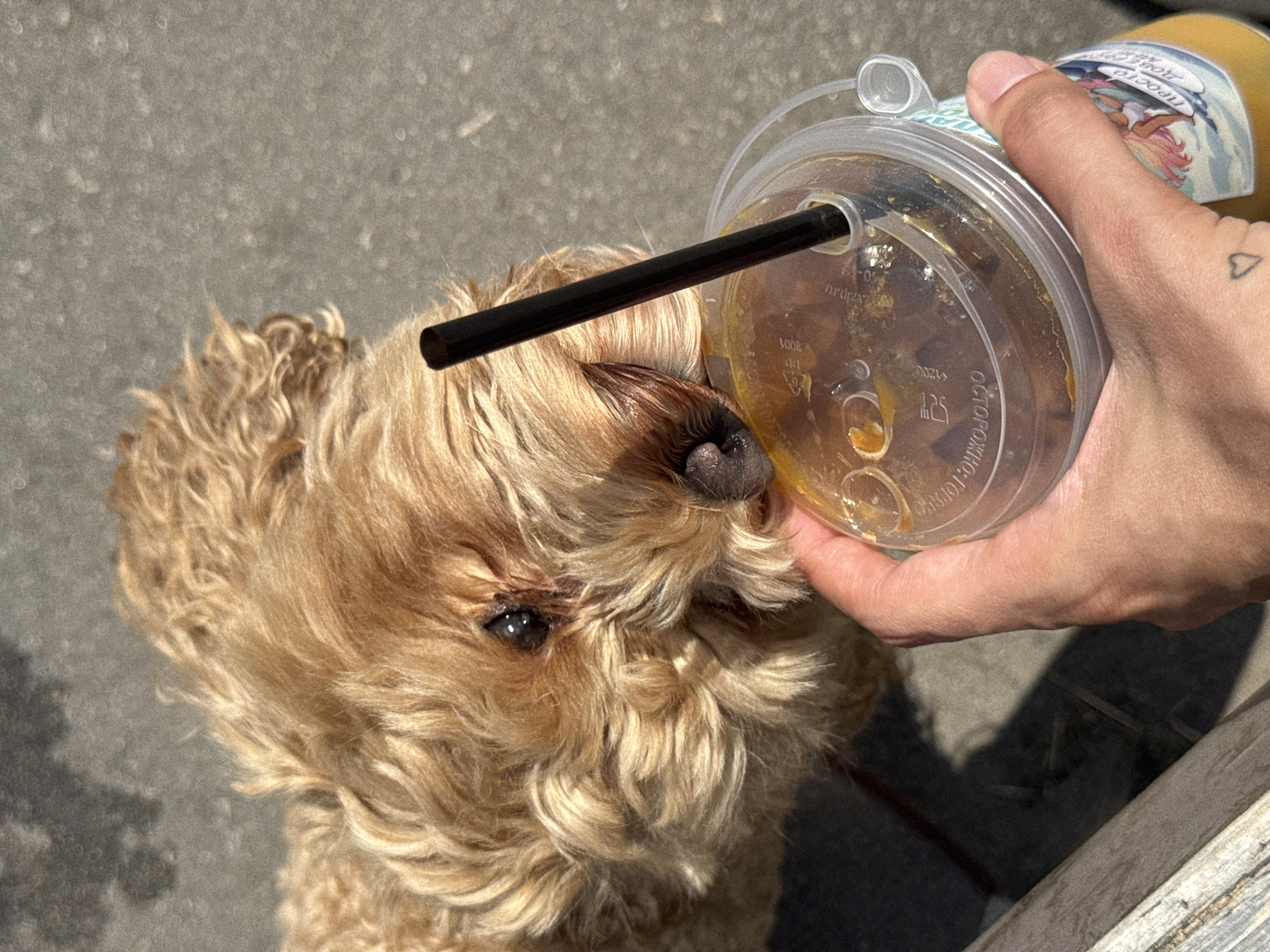 A light brown poodle-type dog is leaning in to sniff an iced beverage held by a person's hand. The dog's head is close to a clear plastic cup with a black straw, and its snout is touching the lid of the cup. The drink appears to be amber in color with ice cubes. The hand holding the cup shows a small heart tattoo on the thumb. The background is a rough, gray surface, possibly asphalt or concrete, indicating an outdoor urban setting. The lighting suggests it is daytime, with sunlight casting shadows. The image is cropped from a higher angle, focusing on the interaction between the dog and the drink. The beverage cup has some text and graphics visible, including what appears to be Russian text. One of the visible text elements on the cup is "ПРОСТО ДОБРО" which translates to "Simply Kindness". The location is identified as Saratov, Russia.