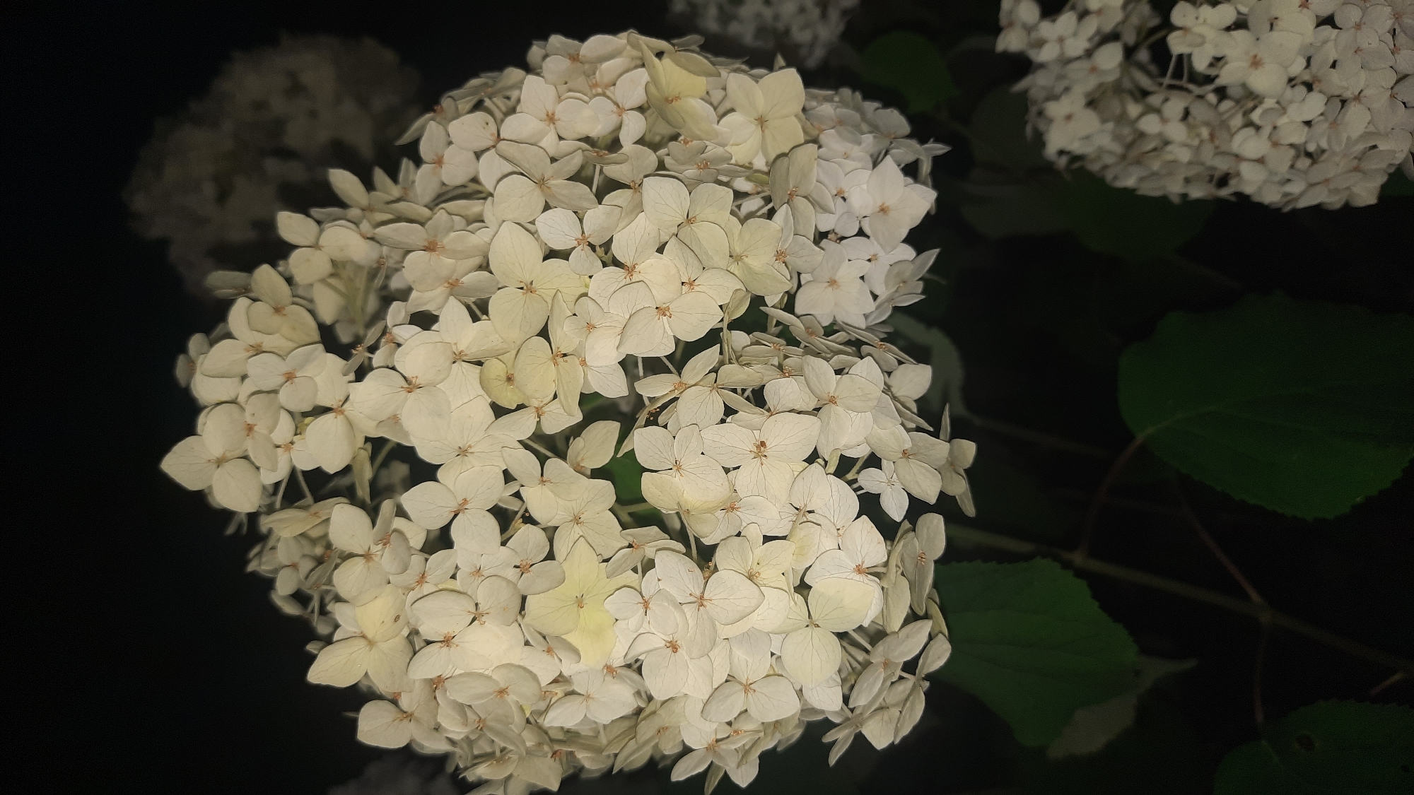 A close-up, low-light photograph captures a cluster of white hydrangea flowers against a dark background. The flowers are in a rounded, panicle shape, with numerous small, individual blooms. Some of the petals are slightly yellowed, indicating they may not be at their peak freshness. Dark green leaves are visible below the flowers, adding a touch of contrast. The image appears to be taken at night, as suggested by the deep shadows and lack of ambient light. There are no people or animals present in the scene. The overall impression is one of natural beauty, with the focus solely on the delicate structure of the flowers. The location in the city of Шклоў, Belarus, is not discernible from the visual information provided.