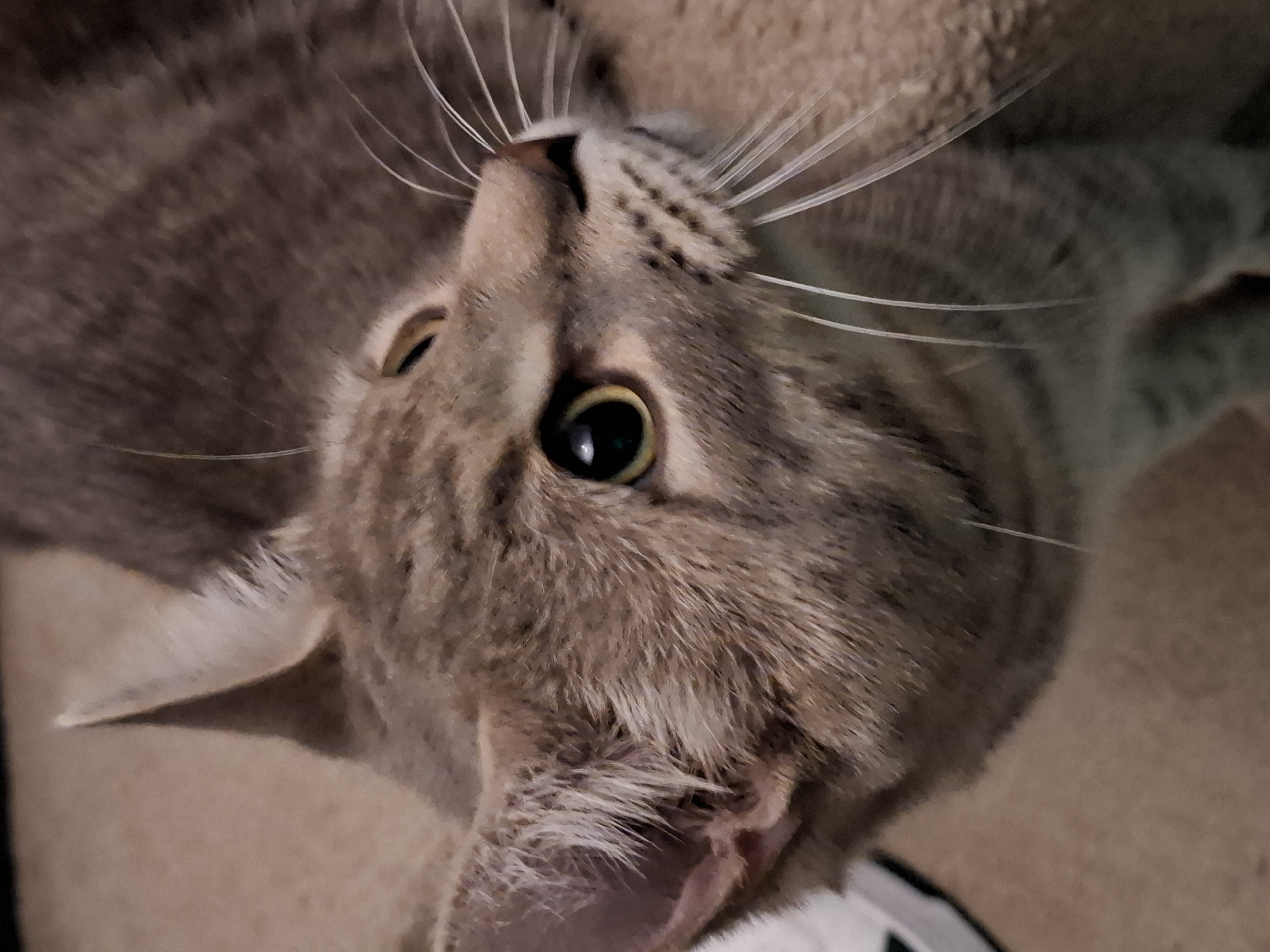 The image presents a close-up, high-angle view of a domestic short-haired cat's head. The cat appears to be a brown or grey tabby, distinguished by its striped and spotted fur patterns. It is looking upwards and slightly to the left, with its head tilted, conveying a sense of curiosity or attentiveness.
The cat's visible left eye (from its perspective, on the right side of the image) is wide open, revealing a large, dark, circular pupil and a striking greenish-yellow iris with a small reflection. Numerous long, white whiskers fan out from its muzzle, prominent against its patterned fur. The fur itself shows detailed texture and varying shades of brown and grey. The cat's mouth is slightly agape, hinting at pink skin or tongue inside. A portion of its inner ear, light-colored and somewhat pink, is also visible.
The background is softly blurred, consisting of a uniform light brown or beige color, suggesting an indoor setting such as a carpeted floor or upholstered furniture. A small part of a white and black object is visible at the very bottom edge of the frame, which could be a toy, collar, or another item in the environment. The lighting is soft, highlighting the cat's features and the texture of its fur. No text is visible in the image.