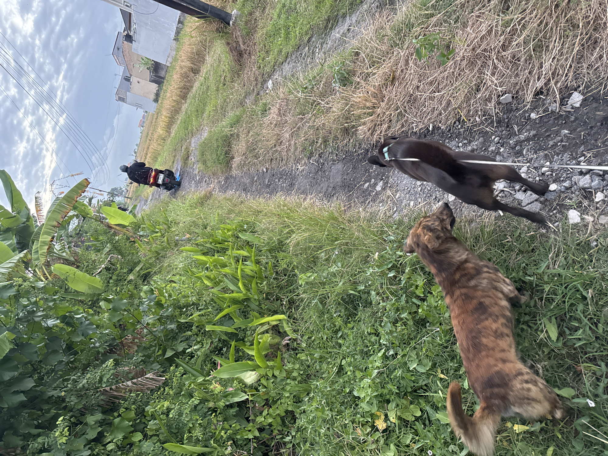 In Sukawati, Indonesia, a dirt path winds through a rural landscape, bordered by lush green vegetation on the left and dry, golden rice fields on the right. The sky is overcast with a hint of brightness peeking through. A person on a dark-colored motorcycle, wearing a black jacket and helmet, travels away from the viewer down the path. Two dogs are present on the path, closer to the viewer. A brindle-colored dog, facing left and slightly towards the black dog, stands on the grassy edge. A black dog, on a white leash, walks ahead of the brindle dog on the dirt path. The environment suggests a typical Indonesian countryside scene, possibly on the outskirts of Sukawati, with elements of both natural growth and agricultural land.
