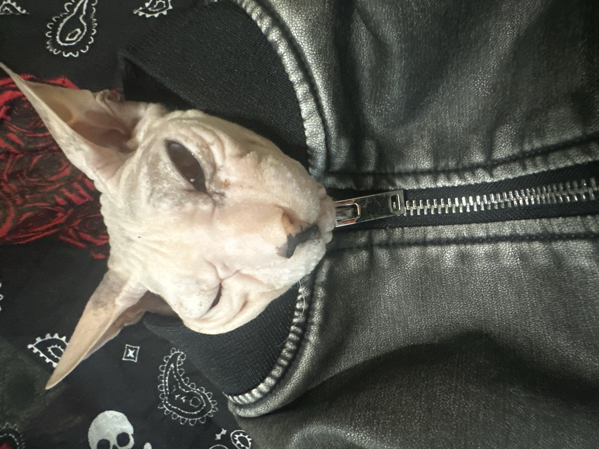 A close-up, high-angle shot shows a Sphynx cat wearing a black leather jacket. The cat's head is visible, with its large ears pointed upwards and its eyes looking to the side. The jacket is zipped up to the cat's neck. The background is a black bandana with a white paisley pattern and a red abstract design. The image appears to be taken indoors. There is no information about the location in Togliatti, Russia.