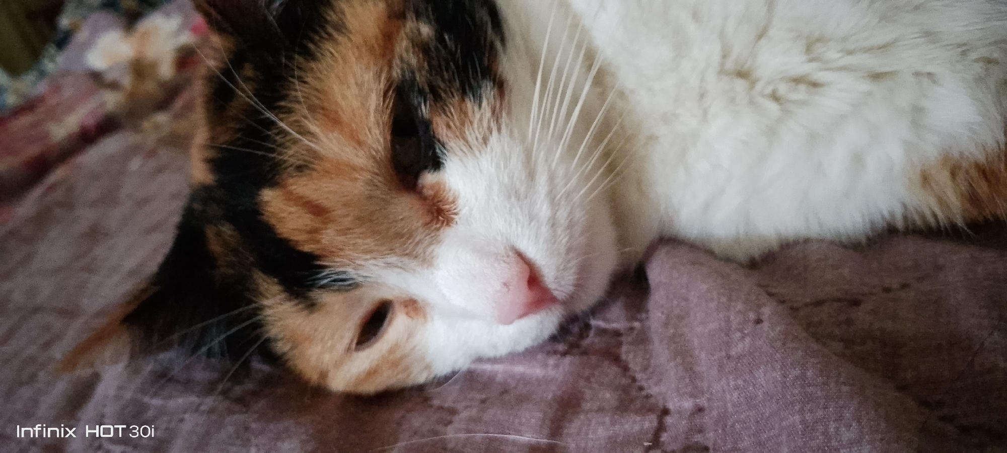 A calico cat is resting on a textured, mauve-colored blanket. The cat is lying on its side with its head turned towards the viewer, its eyes partially closed. Its fur is a mixture of white, black, and orange patches. The cat's pink nose and long white whiskers are clearly visible. The background is out of focus, showing a blurry pattern of colors that could be bedding or fabric. The overall mood is peaceful and relaxed, suggesting the cat is napping or resting. The lighting appears to be soft, consistent with indoor lighting. The bottom left corner of the image contains the text "Infinix HOT 30i". There are no discernible cues about the time of day, weather, or specific location beyond the provided context of Kedrovy, Russia.
