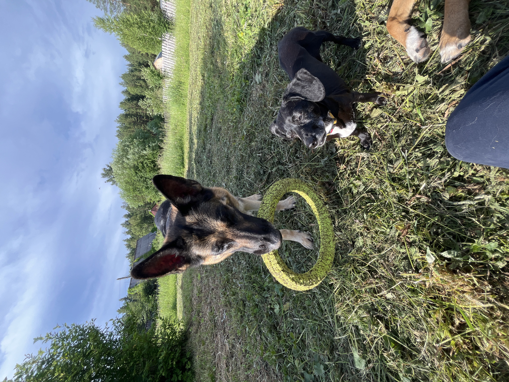 In a grassy outdoor setting, two dogs are engaged in play. The primary subject is a German Shepherd in the foreground, holding a bright yellow ring toy in its mouth. Its ears are perked, and it appears focused on the toy. To the right and slightly behind the German Shepherd is a smaller black dog, lying down in the grass. The black dog's head is turned towards the German Shepherd, and it seems to be observing the play. The ground is covered in green grass, with some patches of dried grass and scattered leaves. In the background, a wooden fence runs horizontally across the image, separating the grassy area from a densely wooded area with tall green trees. The sky above is a clear blue with a few scattered white clouds, suggesting fair weather. The lighting indicates it is daytime, likely late morning or afternoon, with sunlight casting shadows on the grass. A portion of a person's dark blue pants is visible in the lower right corner of the image, suggesting a human presence and interaction with the dogs. The overall scene evokes a feeling of playful activity and a pleasant day outdoors. The location context suggests this scene is in Nizhny Tagil, Russia. There is no visible text in the image.