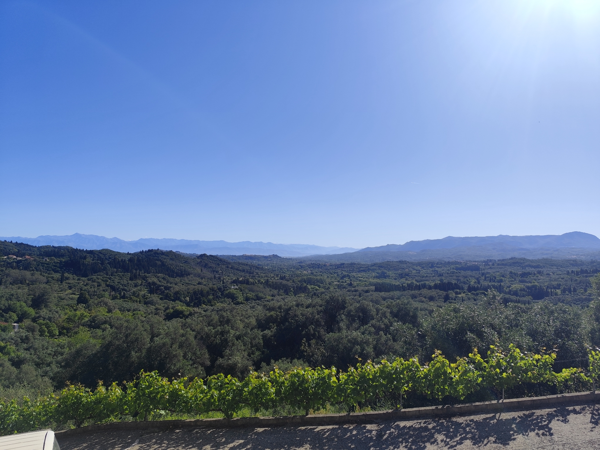 The image depicts a landscape view, potentially from a vantage point in the city of Dafni, Greece. The scene is dominated by a vast expanse of greenery, primarily a dense forest or a collection of trees. Distant mountains are visible on the horizon, their peaks softened by atmospheric haze. The sky is a clear, vibrant blue with a sun flare on the upper right. In the foreground, there is a row of grapevine plants with young leaves. A retaining wall is behind the vines. Below the wall is a paved area, likely a road. The overall impression is that of a tranquil and scenic landscape.