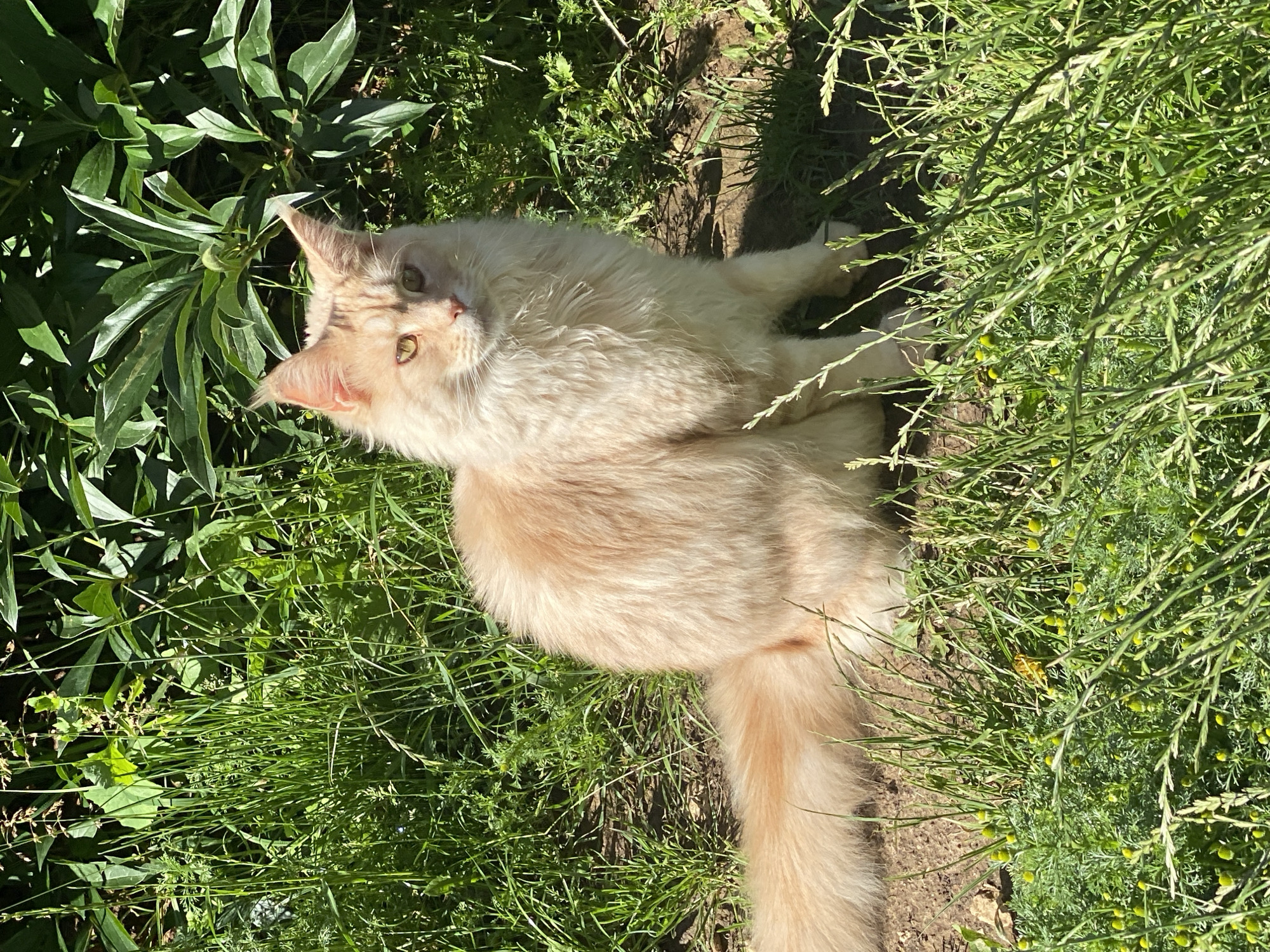 The image shows a long-haired, cream-colored cat sitting in green grass with some plants and shadows. The cat is facing the camera with its head slightly turned to the right. The background consists of lush green foliage and dappled sunlight. The scene appears to be outdoors, possibly in a garden or park. There is no indication of the cat's location in Kazan, Russia.