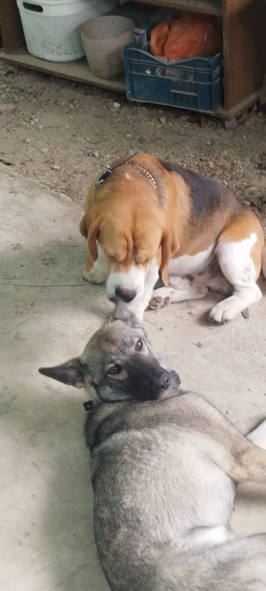 Two dogs are interacting in an outdoor, potentially urban, environment. In the foreground, a grey and white dog is lying on its back on a concrete surface, looking up with its head turned to the left. Its ears are erect, and its eyes are open. In the background, a brown, white, and black beagle-type dog is leaning down and sniffing the grey dog. The beagle is wearing a chain collar. The ground is a mix of concrete and gravel. Behind the dogs, to the left, are two large plastic containers, one white and one light brown, and a blue plastic crate containing an orange object. To the right, a wooden structure is visible. The scene appears to be in a yard or an alleyway, potentially in Yaroslavskaya, Russia, given the provided context.