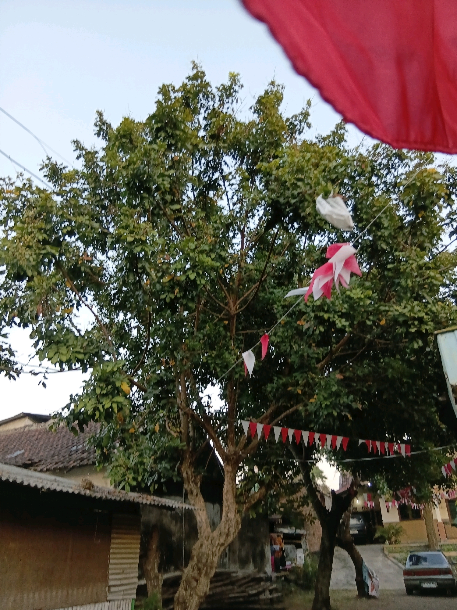 The image depicts an outdoor scene in Jember, Indonesia, likely during a festive occasion. A large tree with lush green foliage dominates the center of the frame. Red and white pennant flags are strung across the branches and between trees, suggesting a celebration or event. A large red fabric, possibly a flag or banner, is visible in the upper right corner, partially obscuring the sky. In the background, there are buildings with tiled roofs, a corrugated metal roof, and a parked car. The overall atmosphere is casual and community-oriented, with decorations hinting at a local celebration in Jember.