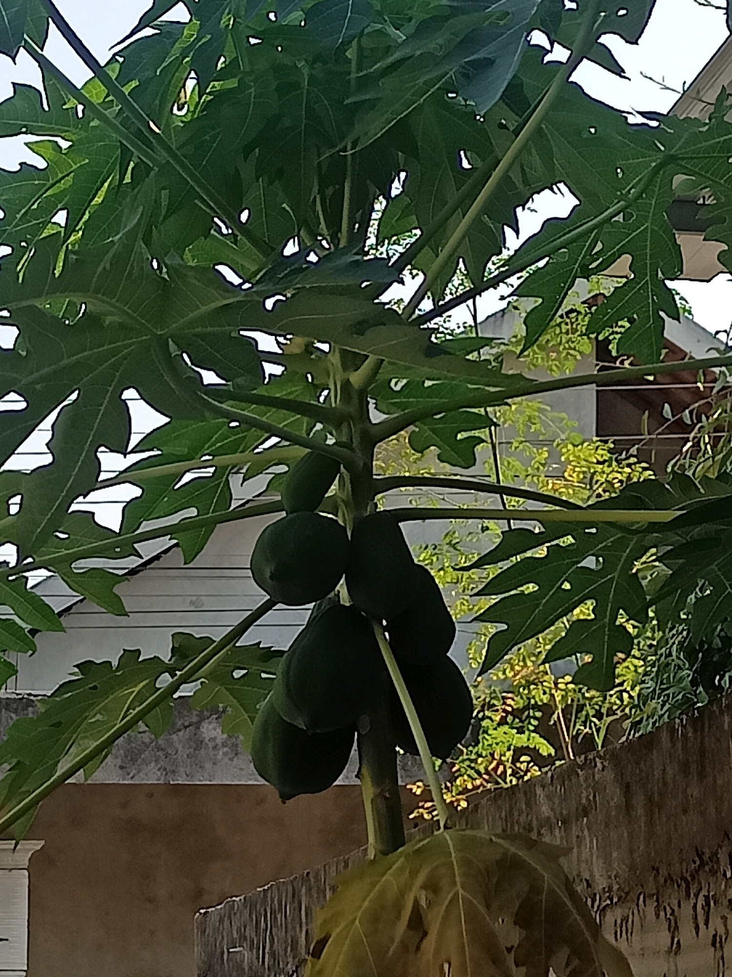 A cluster of green papayas hangs from a papaya tree, their smooth skin reflecting the light. The tree's large, lobed leaves, a vibrant green, create a canopy overhead, with some leaves showing signs of natural decay. In the background, a light-colored building with a tiled roof stands behind a concrete wall. The wall itself is textured and weathered, with some sections appearing rough and others smoother. Beyond the wall, lush green foliage suggests other vegetation in the vicinity. The scene captures an outdoor setting, possibly a backyard or garden, in Karangtalun, Indonesia.