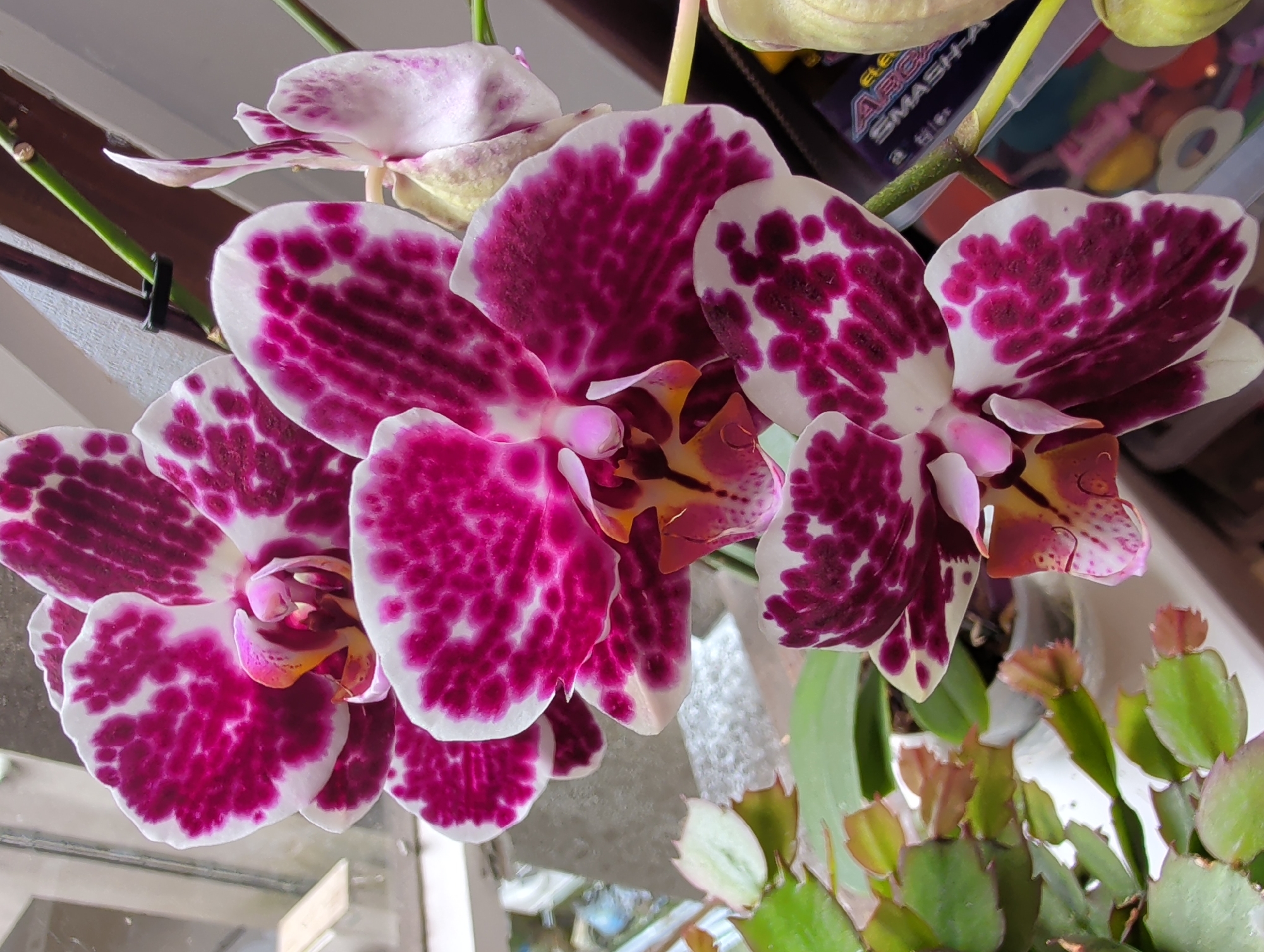 An indoor, close-up, eye-level shot shows a spray of Phalaenopsis orchids in bloom, featuring prominent white petals with striking fuchsia speckles and veins. The flowers are arranged on a green stem, with some buds visible. The background is softly blurred, revealing elements of an indoor environment including a window, some greenery from another plant, and a box with colorful packaging. There are no people present in the image. This scene is likely located in a residence in Waterford, Ireland, where such houseplants are common.