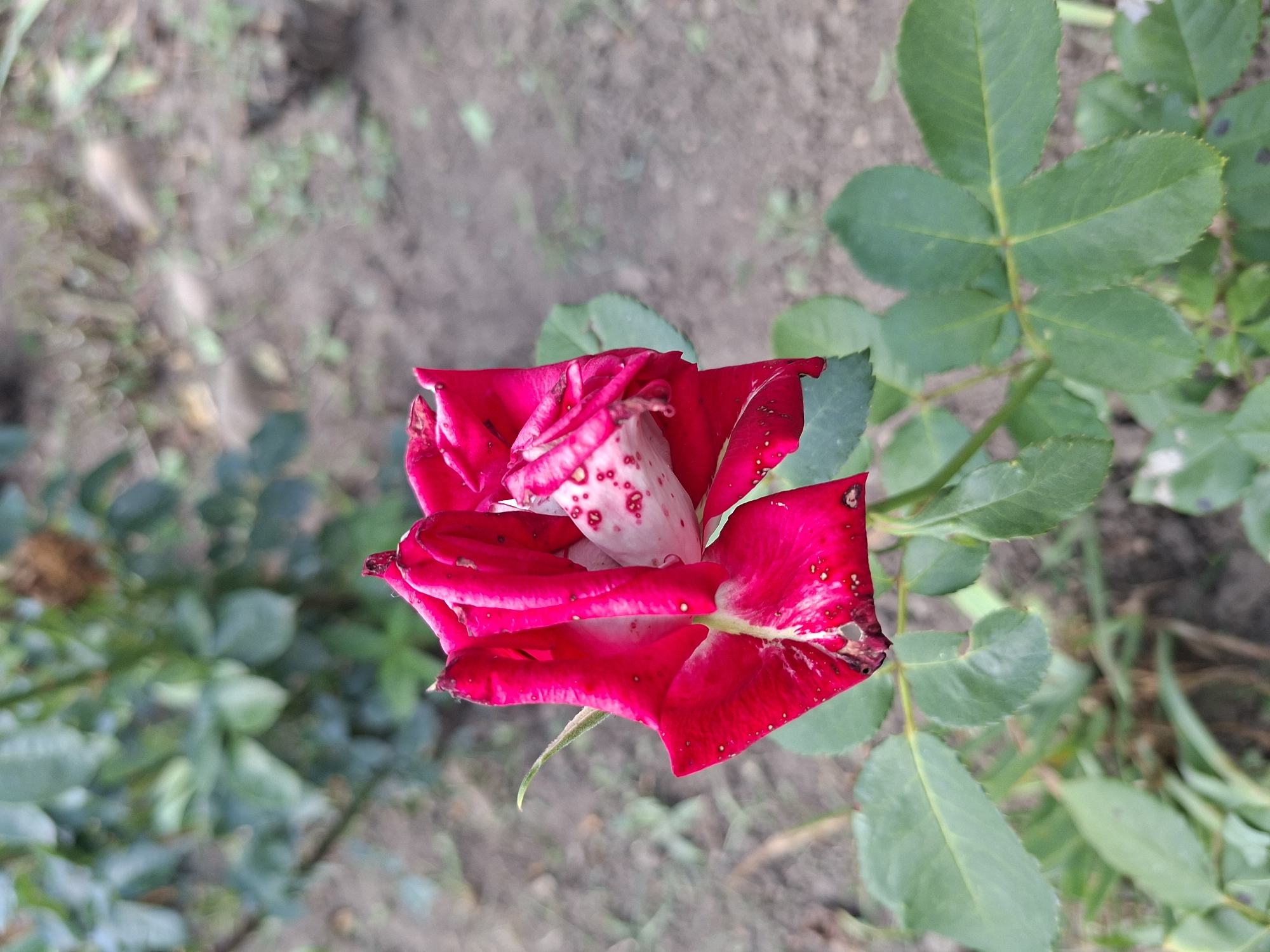 An outdoor, eye-level, medium shot captures a partially bloomed red rose with white speckles in its petals. The rose is positioned towards the left and center of the frame, with its stem and leaves extending downwards and to the right. The background consists of soft-focus green foliage and brown, dry earth, suggesting a garden or natural environment. No people are present in the image. The lighting is natural daylight, and the focus is sharp on the rose, while the background is blurred. The location in the city of Gorkovskiy, Russia, is not visually ascertainable from the image itself.