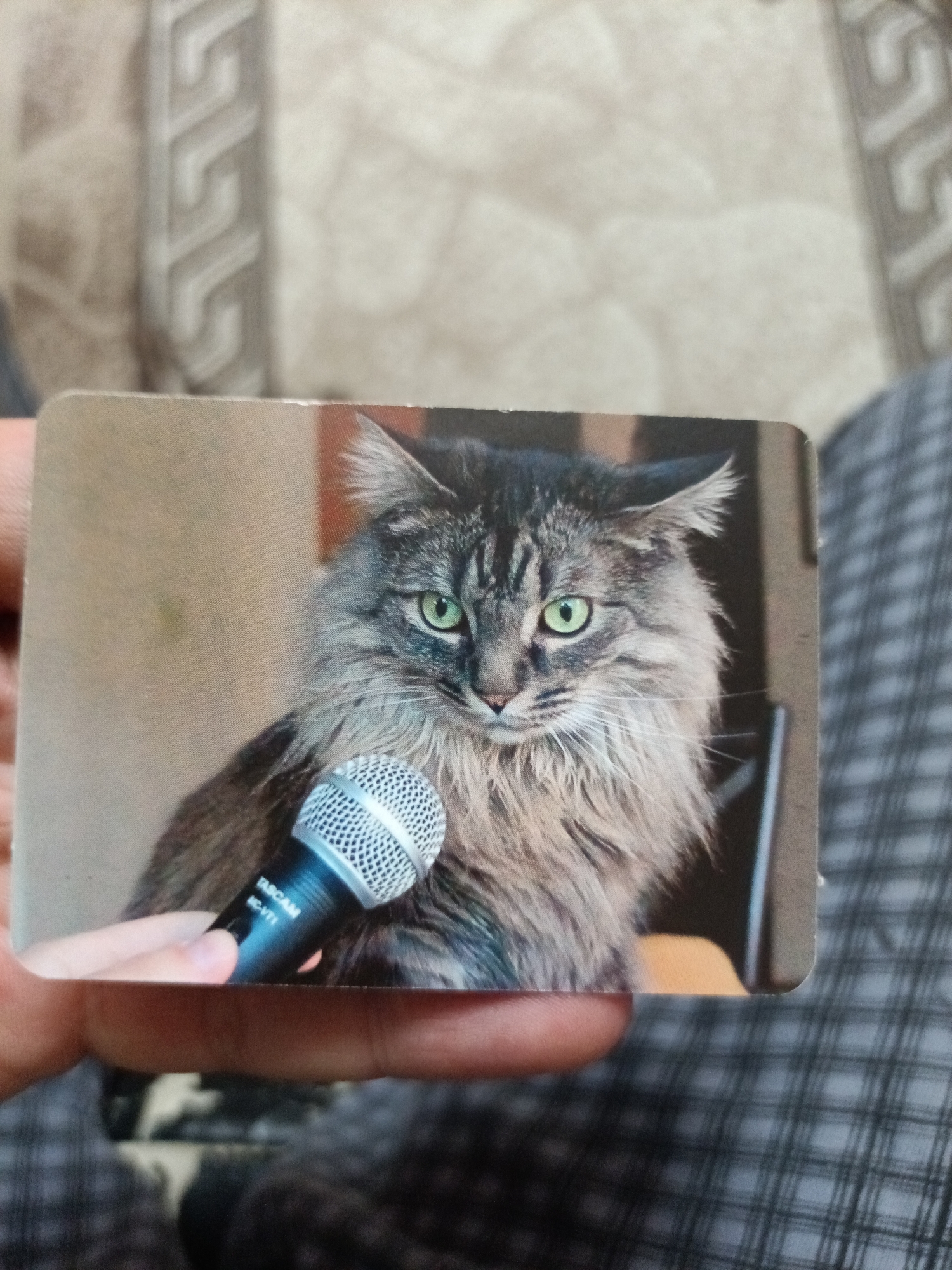 The image shows a close-up of a card with a picture of a fluffy gray cat holding a Tascam MC-VT microphone. The cat has green eyes and is looking towards the camera. A human hand is holding the card, with fingers visible at the bottom edge. The background of the card is a plain light brown color, and the background of the photo shows a dark, out-of-focus setting. The card is partially visible against a backdrop of checkered fabric and a patterned surface, possibly upholstery. There is no information or visual evidence in the image to suggest a location in Nyagan, Russia.