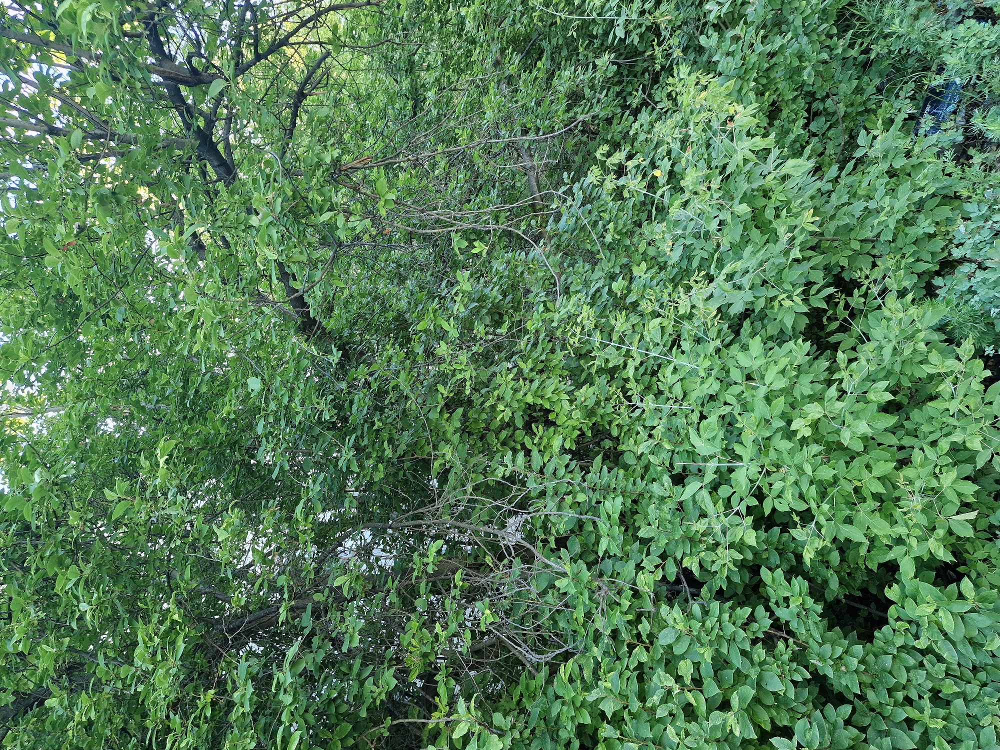 The image displays a dense, lush green foliage of trees and bushes. The leaves are varied in shape and size, creating a textured appearance. Some branches are visible, intermingling with the leaves, suggesting a natural outdoor setting. The lighting indicates it is daytime, with sunlight filtering through the leaves, creating dappled patterns. The overall scene evokes a sense of abundance and natural growth. There are no discernible people or specific objects apart from the vegetation, and no text is visible. The context provided places this scene in Kashgar City, China.