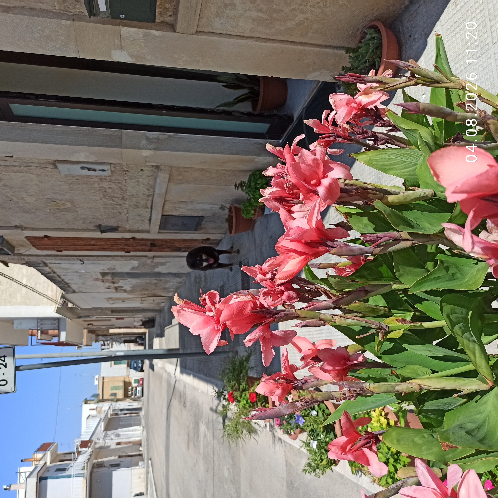 The image depicts a street scene in Bitonto, Italy, on a sunny day. In the foreground, a cluster of vibrant pink Canna lilies is in bloom, their large leaves and showy flowers dominating the lower half of the frame. To the left, more potted plants with green foliage and some red and white flowers are visible along the sidewalk. The street itself is paved and appears to be a residential area, with buildings lining one side.
A black dog, with its tongue hanging out, stands in the middle of the street, looking towards the camera. The buildings are constructed of stone and painted in light colors, with some showing signs of age. One building on the right has a dark-framed glass door and a green mailbox. Further down the street, other buildings and parked cars are visible. A traffic sign indicating "0-24" is mounted on a pole near the left side of the image. The sky is clear and blue. A timestamp "04.08.2026 11:20" is superimposed on the lower right corner of the image.