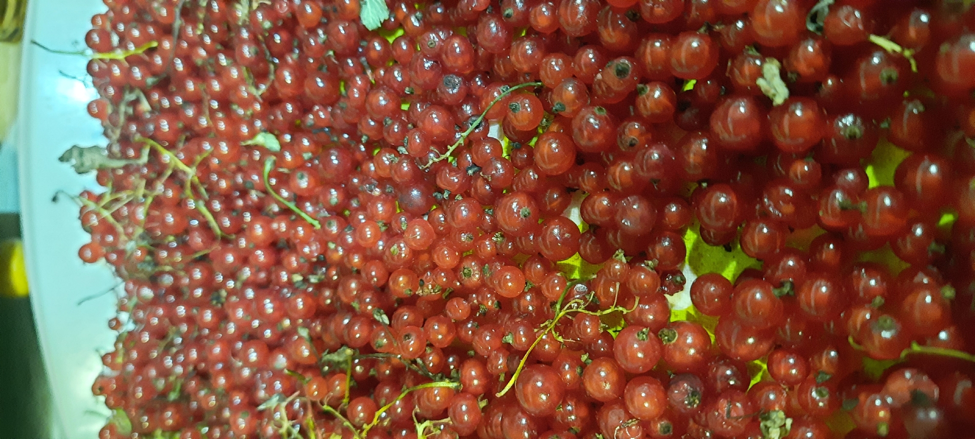 The image is a close-up, vertically oriented shot of a large pile of fresh red currants. The berries are small, round, and a vibrant red color, clustered together on thin stems. Some dried leaves and stems are interspersed with the berries. The lighting suggests an indoor setting, with a bright, possibly artificial light source causing reflections on the shiny surface of the currants. The background is blurred, showing hints of a light blue and yellow. There are no people or animals present in the image, and no specific environmental features are discernible beyond what is expected for displaying harvested berries. There is no information in the image to indicate it is located in Borogontsy, Russia.