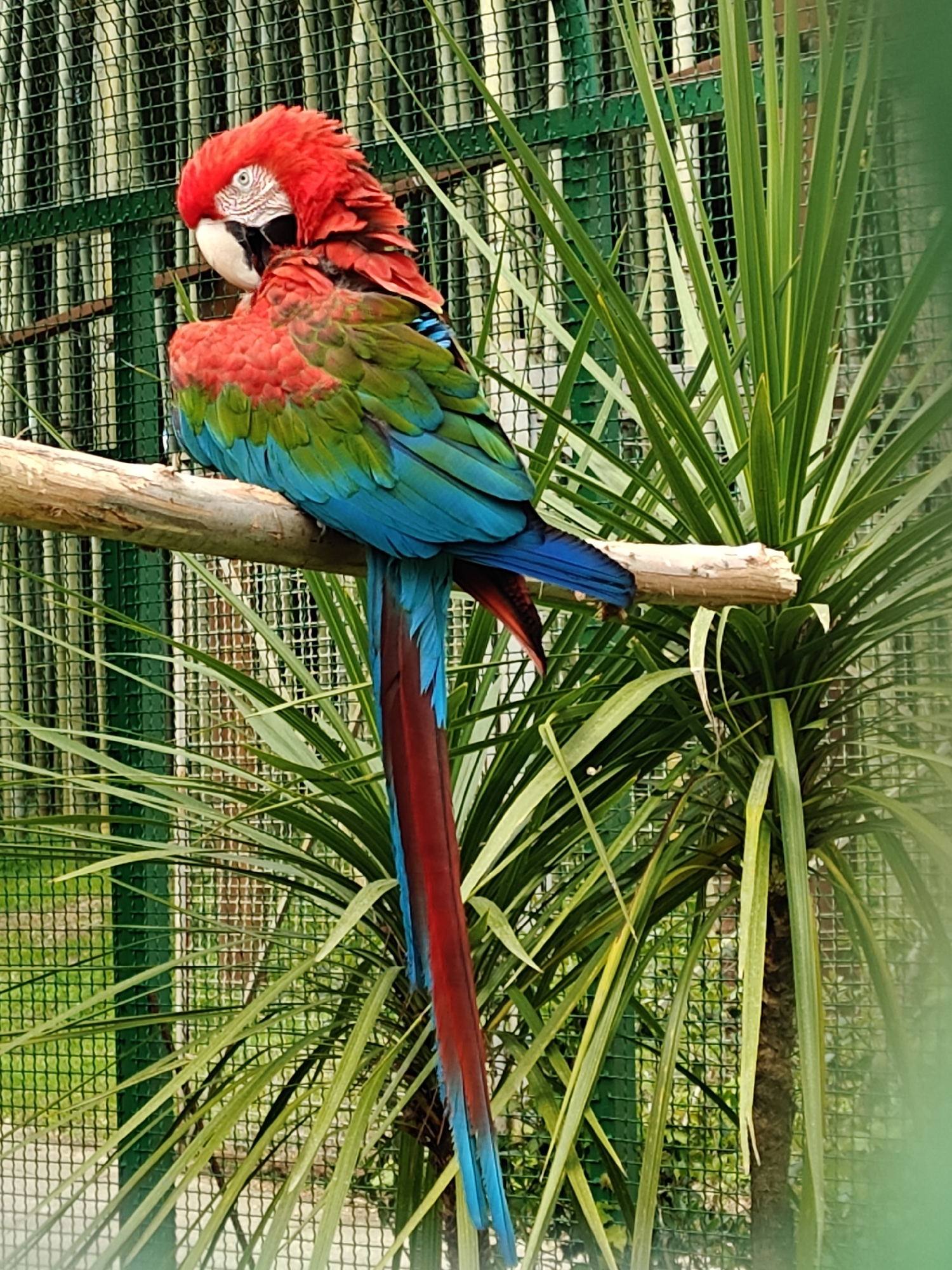 A vibrant scarlet macaw is prominently featured in the center of the image, perched on a sturdy wooden branch. The macaw displays striking plumage: its head and upper body are a brilliant red, transitioning to green on its back and wings, which then gradient into a vivid blue on its primary flight feathers and tail. Its long tail feathers are predominantly blue, with a strip of red visible. The bird is looking towards the left side of the frame, revealing intricate white and black feather patterns around its eye and on its face.
The setting appears to be an aviary or zoo enclosure, characteristic of a bird park. A green, diamond-patterned mesh fence or netting forms the background, suggesting a contained environment. Behind the fence, more green foliage and possibly distant structures are visible, albeit blurred. Lush, green, sword-like leaves of a plant, possibly a palm or yucca, are abundant around the bird and the branch, creating a natural, tropical ambiance. Another tree trunk is visible to the right, partially obscured by foliage.
The lighting is bright, indicating daytime. The bird is calm and appears to be resting. There is no visible text in the image. Given the context, this scene is likely captured in a facility such as the Dendrological Park in Shekvetili, Georgia.