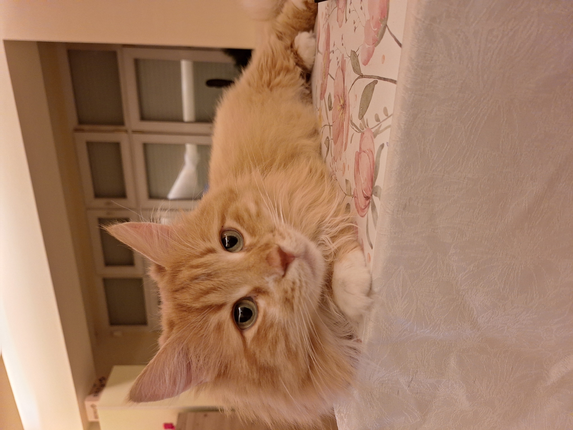A fluffy, light orange cat lies on a table covered with a floral-patterned tablecloth and a plain off-white tablecloth. The cat is looking at the camera with green eyes. In the background, a white, multi-paned window is visible. The location cannot be determined from the image.