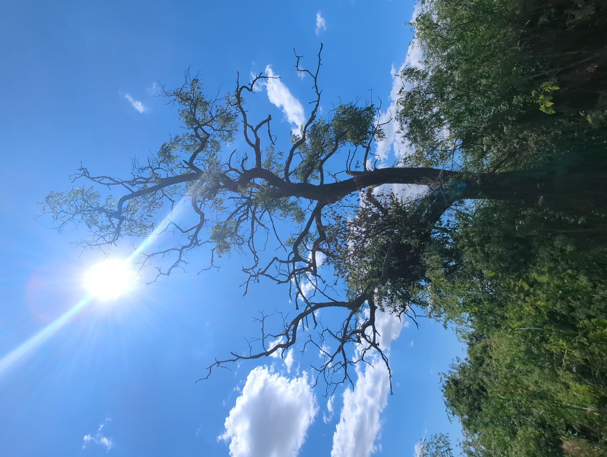 The image depicts a view from below, looking up at a tall, bare-branched tree silhouetted against a bright blue sky. The sun is prominently positioned in the upper left quadrant, emitting strong rays and lens flare. Scattered white clouds are visible in the sky. The lower portion of the image shows dense green foliage, indicating a natural or overgrown environment. The scene is consistent with an outdoor setting, likely a park, forest, or a rural area. The location is identified as Kozare, Bulgaria. There are no people or animals visible in the image.