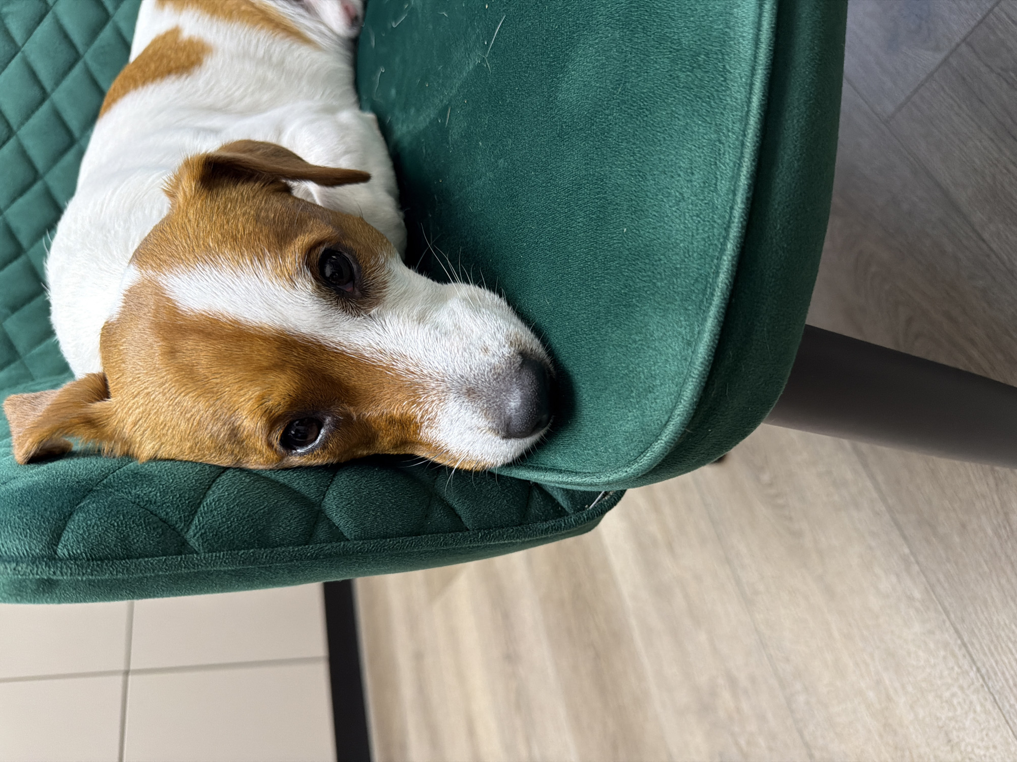 A Jack Russell Terrier dog lies on a plush, dark green chair. The dog has white and tan markings, with its head resting on the edge of the chair. The dog's eyes are dark and appear slightly droopy. The chair has a quilted texture on its back. The background shows a light-colored wooden floor and a portion of a cream-colored tiled wall. The scene appears to be indoors, possibly in a home. There is no indication that this location is in Moscow, Russia.