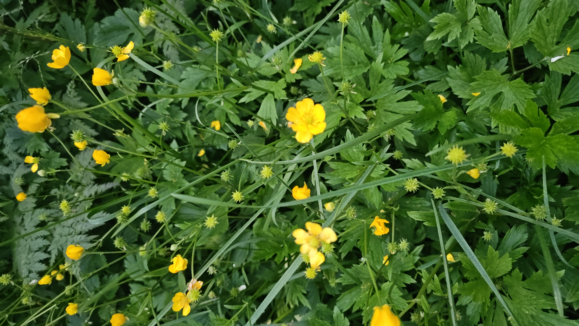 A medium-shot photograph captures a dense cluster of wild yellow buttercups and green foliage. The buttercups, with their bright yellow petals and small, spiky seed heads, are scattered throughout the frame, some in full bloom and others as developing buds. The leaves are a vibrant green, with a fern-like quality in the background and a more dissected, serrated texture on the plants closer to the foreground. Long, thin blades of grass crisscross the scene, adding to the natural, wild appearance. The overall impression is one of lush, untamed nature. The image does not contain any people or human-made objects. The scene is likely a meadow, field, or forest edge in the natural environment of Ust’-Bol’sheretsk, Russia.