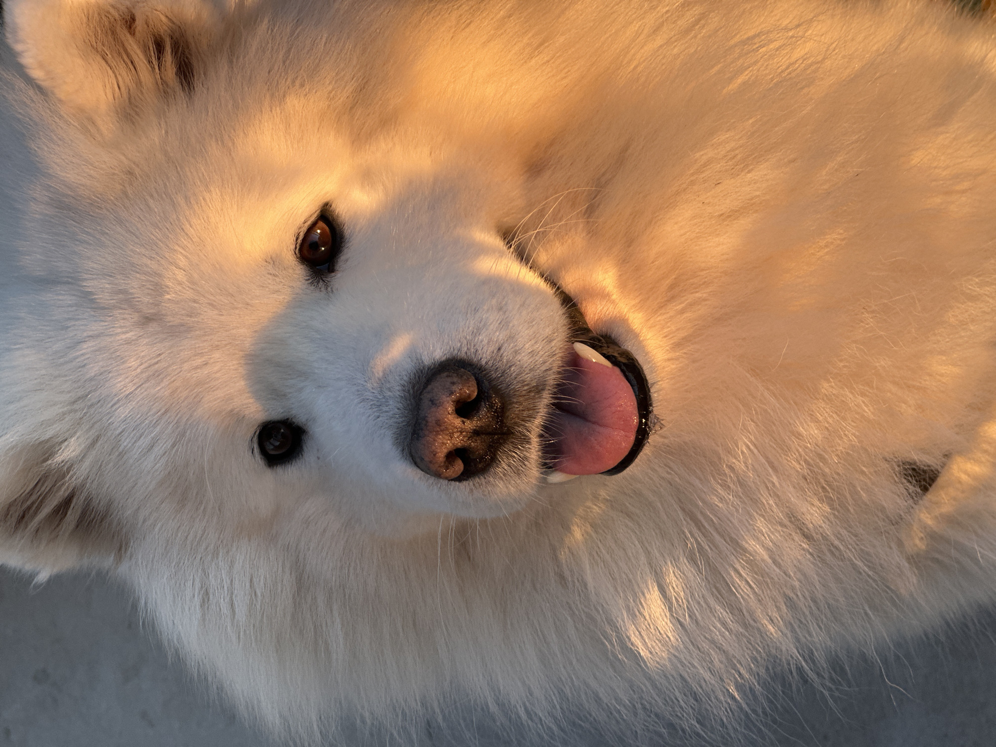 A close-up, high-angle view captures a large, white, fluffy dog, resembling a Samoyed, looking directly up at the viewer. The dog is positioned as if lying on its back or side, with its head tilted. Its dark brown eyes are bright and expressive, engaging directly with the camera. A wet, dark pinkish-brown nose is prominent at the center of its face. The dog's mouth is slightly open, revealing a pink, curled tongue.
The thick, white fur of the dog is bathed in warm, golden light, indicative of either sunrise or sunset. This illumination highlights the fur's texture and color, casting a soft, ethereal glow and creating gentle shadows that add depth to its features. The dog's overall expression, characterized by its open mouth and direct gaze, conveys a sense of happiness, playfulness, and amiable curiosity. The background is out of focus, appearing as a blurred, light-colored surface that serves to keep the focus entirely on the dog. No specific location cues, human subjects, or visible text are present in the image.