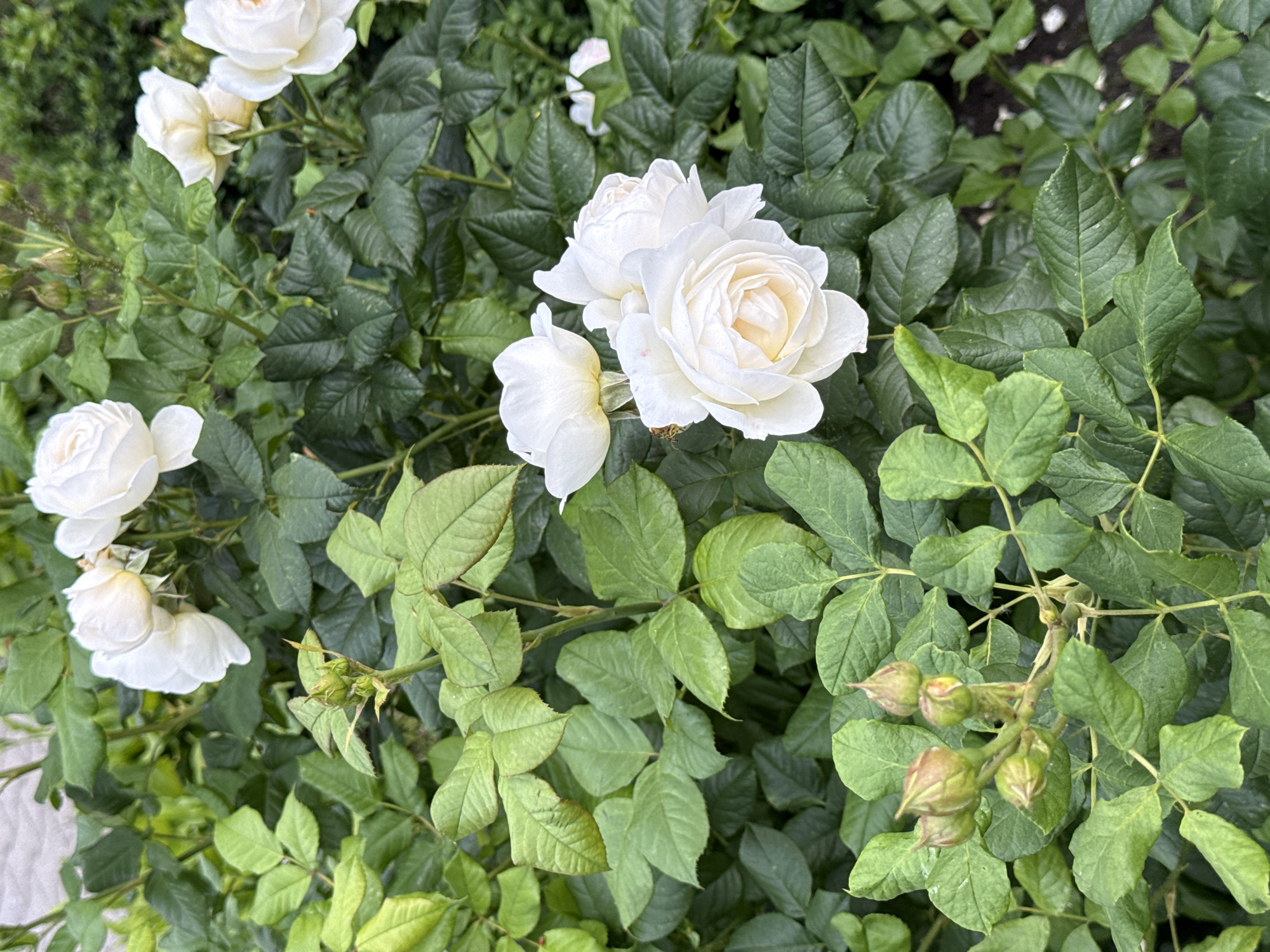 This media file captures a close-up view of a rose bush in bloom, likely in Moscow, Russia, given the context. The subjects are several white roses, some fully open and others in bud, nestled amongst abundant green foliage. The overall scene is that of a garden or park during daytime, with natural light illuminating the blossoms and leaves. The weather appears to be pleasant, suitable for outdoor growth, as suggested by the healthy appearance of the plants.
The prominent white roses display delicate petals, with the central blooms showing intricate layers and a hint of yellow or cream at their cores. The surrounding leaves are a vibrant green, varying slightly in shade and texture, indicating a healthy and thriving plant. Some rosebuds are visible, showing their tightly furled petals and promising future blooms. In the lower right portion of the image, a cluster of more developed rosebuds, pointed and tinged with a reddish hue, are discernible.
There is no visible text in the image, nor are there any people or overt indications of a specific event. The focus is entirely on the natural beauty of the rose bush. The composition suggests a tranquil and serene setting, emphasizing the visual appeal of the flowers and the lush greenery. The time of day is likely morning or early afternoon, given the brightness and the quality of light. The location cues, such as the style of foliage and the mention of Moscow, Russia, help to place the scene in a specific geographical and environmental context.