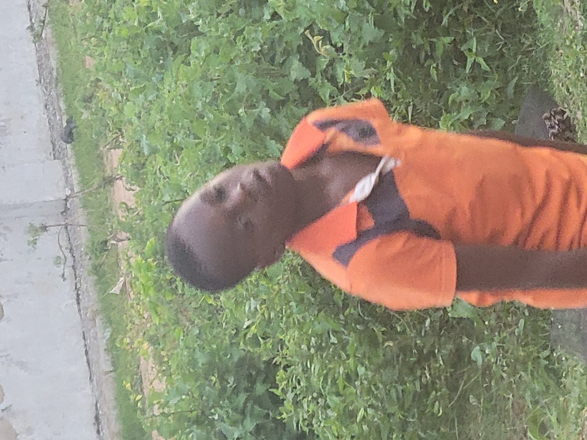 The image shows a young boy wearing an orange polo shirt with dark grey accents. He is standing outdoors, surrounded by lush green foliage. The boy's head is tilted to his left, and his mouth is slightly open. Behind him, a light-colored wall and a dirt path are visible, with more dense vegetation. The lighting suggests it is daytime. The scene appears to be in a residential or somewhat undeveloped area, consistent with a location in Madalla, Nigeria.