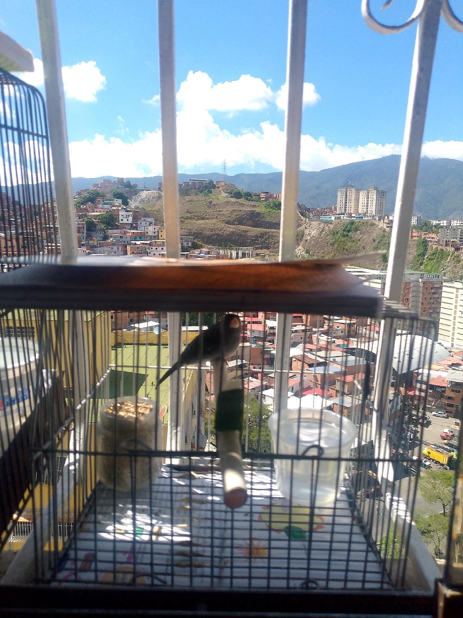 A bird is perched inside a cage, positioned on what appears to be a balcony or window ledge. The cage contains a food container and a water container. Outside the cage, the scene opens up to a view of the city of Caracas, Venezuela, characterized by dense urban development with buildings nestled into the hilly terrain. The cityscape includes a mix of residential houses and taller apartment buildings. Beyond the immediate urban landscape, mountains are visible in the background. The sky is bright blue with scattered white clouds. The image is captured from an elevated perspective, likely from inside a building looking outwards.