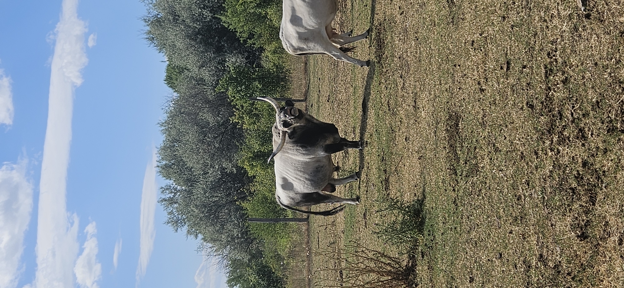 An adult male Hungarian Grey cattle, also known as "Steppe Cattle," stands in a dry, grassy field. The bull has light grey-white fur with darker grey markings on its head and neck. Its long, curved horns are prominently displayed. The animal is looking directly at the camera with its mouth open, as if bellowing or panting. To the right of the frame, the hindquarters of another light-colored cow are visible, suggesting the presence of a herd. The background features a line of dense green trees and a clear blue sky with scattered white clouds. The scene appears to be in an open, rural area, possibly a pasture or a nature reserve, consistent with the landscape around Keszthely, Hungary, which is known for its natural beauty and agricultural land. The image captures a moment of intense expression from the bull, highlighting its distinctive physical characteristics.