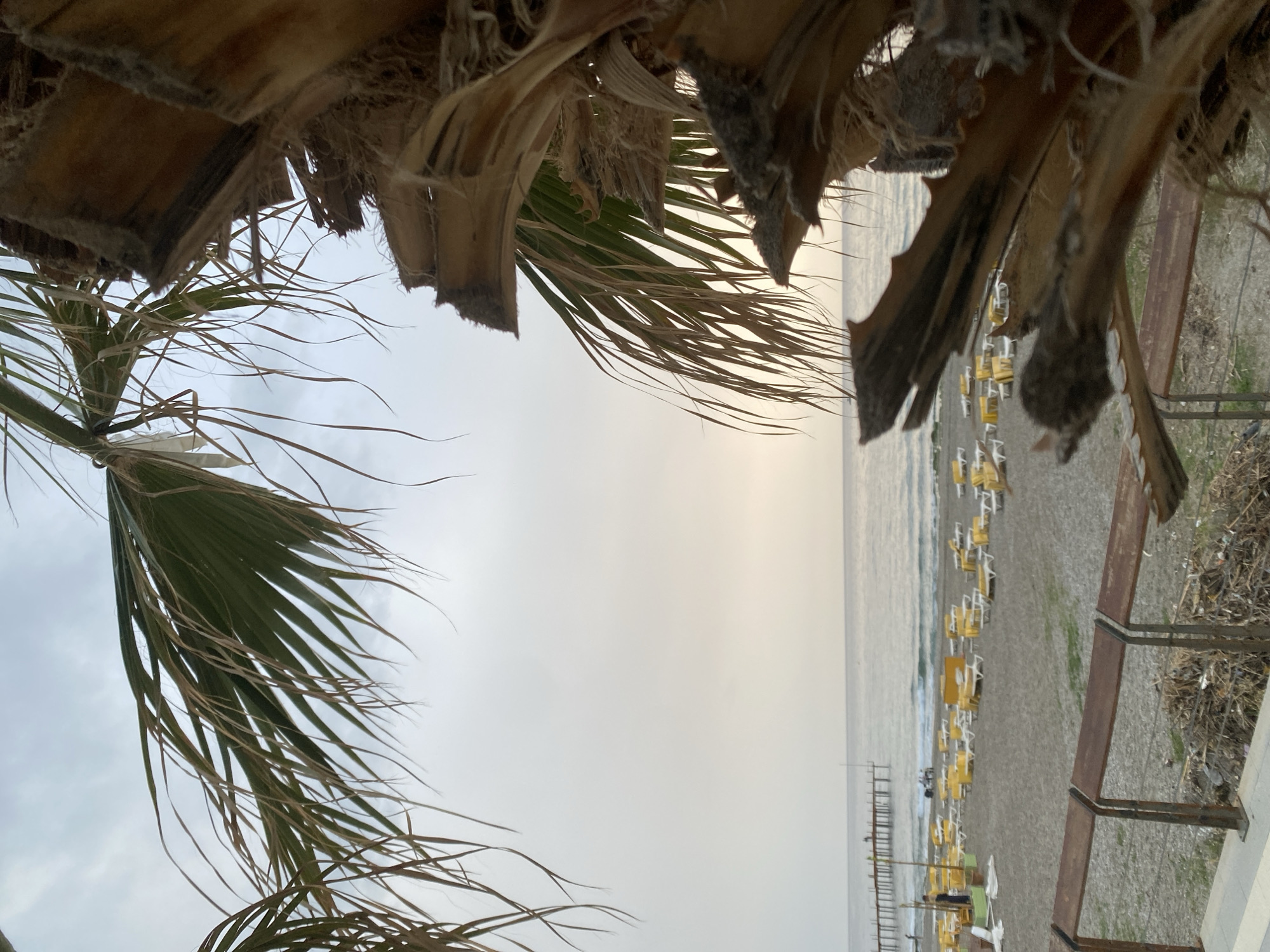 The image depicts a coastal scene, likely a beach, framed by palm tree foliage. The scene is viewed from beneath the fronds of a palm tree, looking out towards a beach and the sea. The sky is overcast. On the beach, there are rows of yellow beach umbrellas and lounge chairs. A long pier extends into the water. A rusty railing runs along the edge of the beach, with some vegetation growing nearby.
Given the presence of palm trees and the type of beach infrastructure, it is likely Alanya, Turkey, with its Mediterranean beaches.