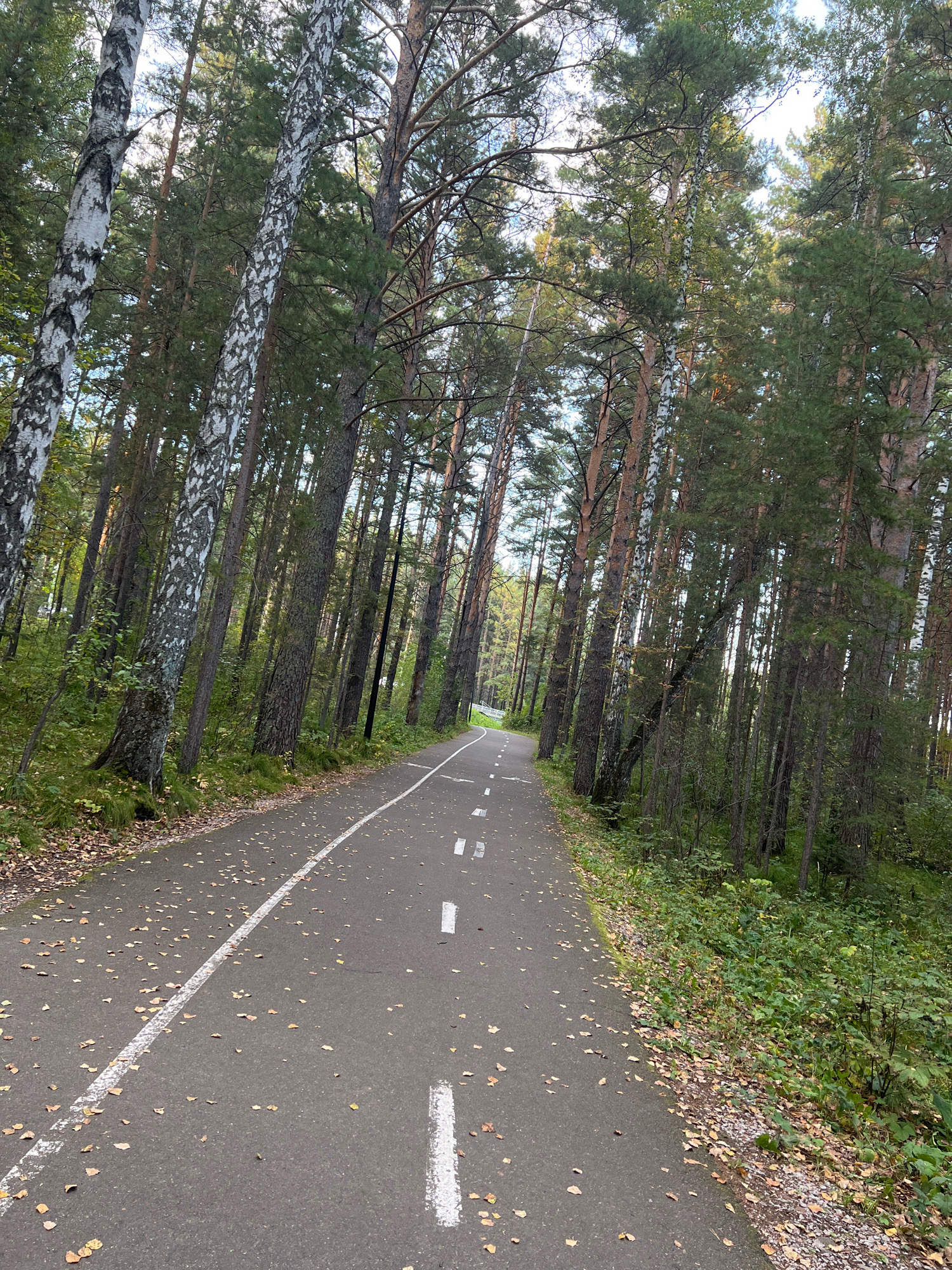 The image depicts a paved pathway winding through a forest in Krasnoyarsk, Russia. The pathway is marked with white lines and dotted lines, suggesting it is a designated route for cycling or walking. Fallen leaves are scattered across the path and the surrounding ground, indicating it is likely autumn. The forest is composed of tall, slender trees, predominantly pines and birches, with dense green foliage. The lighting suggests it is daytime, with sunlight filtering through the trees. No people are visible in the image. The scene is one of natural beauty and tranquility, characteristic of a park or natural reserve within the city.