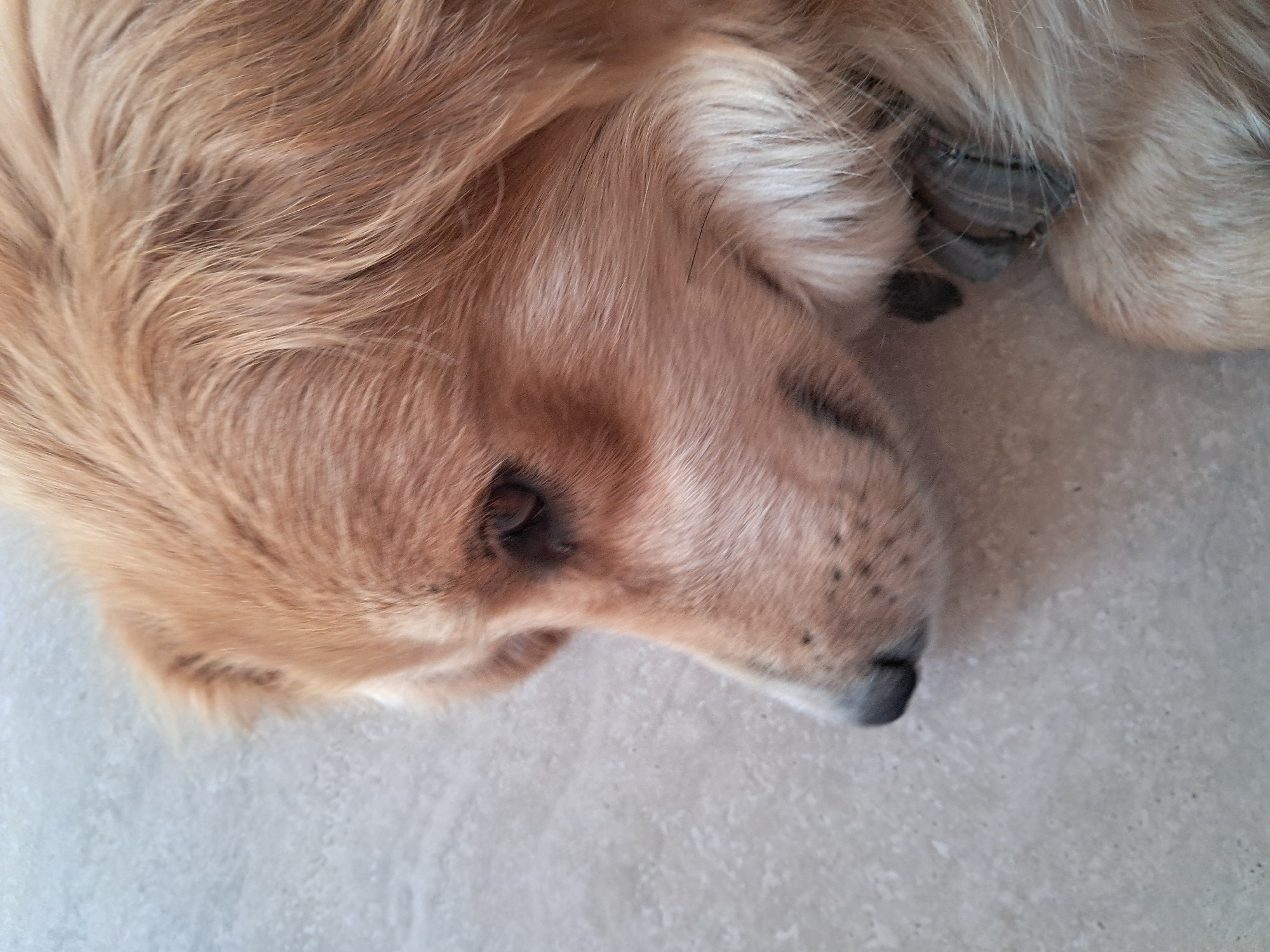 An extreme close-up shot shows the face of a tan-colored dog lying down. The dog's head is on the left side of the frame, facing away from the camera. The dog's eye is visible, along with its nose and muzzle. The dog's fur is light brown and appears soft and fluffy. The background is a light gray, textured surface, possibly a floor. A small portion of a dark gray collar is visible around the dog's neck.