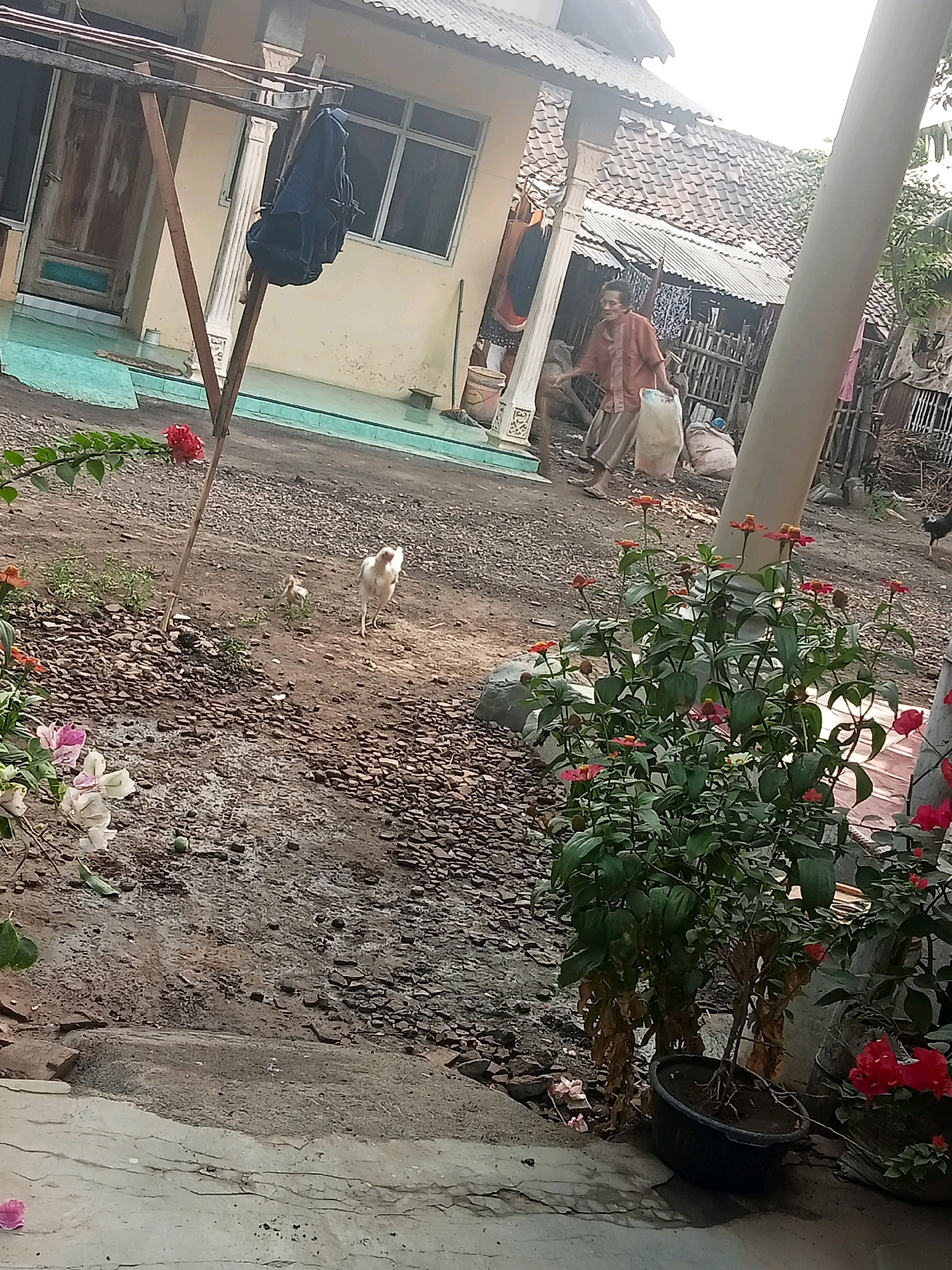 A person walks past a rural house in Brumbungan Kidul, Indonesia. The house has a weathered facade with a corrugated metal roof and visible roof tiles. A clothesline with a dark garment hangs from a wooden frame in front of the house. The ground is a mix of dirt and gravel, with several small plants and flowers scattered throughout. A white chicken and a chick are visible in the foreground, pecking at the ground. The person, dressed in a rust-colored shirt and striped pants, carries a large white bag. Behind them, several other large bags are visible. A tall, pale pole stands to the right of the frame, obscuring some of the background. In the foreground, potted plants with red and pink flowers add a splash of color to the scene.