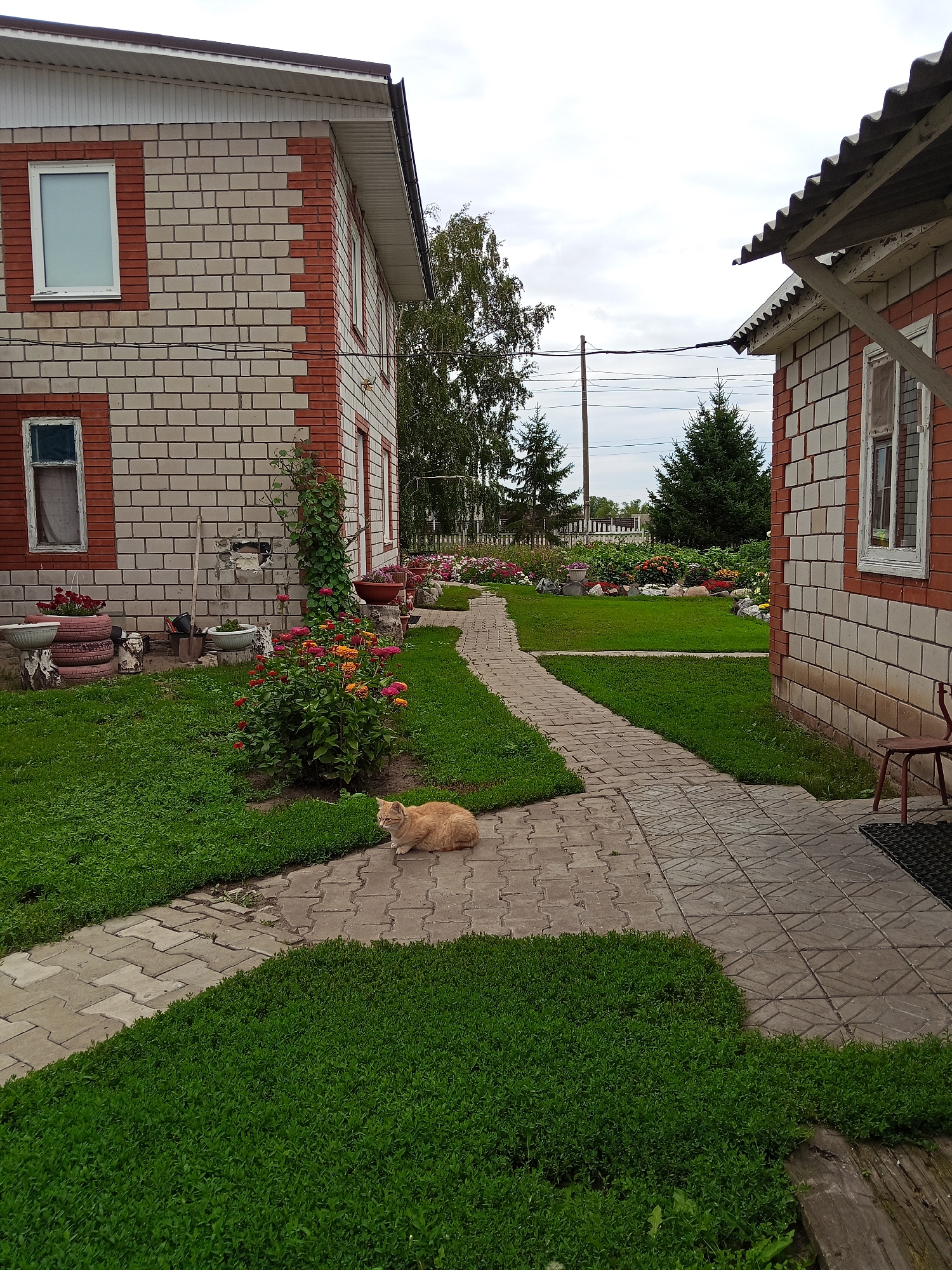 In the city of Khoroshe, Russia, a ginger cat rests on a paved pathway in a yard. The yard features a well-maintained lawn and flowerbeds. To the left, a two-story building with light brick and red brick accents stands. To the right, a smaller building with a corrugated roof and similar brickwork is visible. Trees and a white fence are present in the background. The sky is overcast.