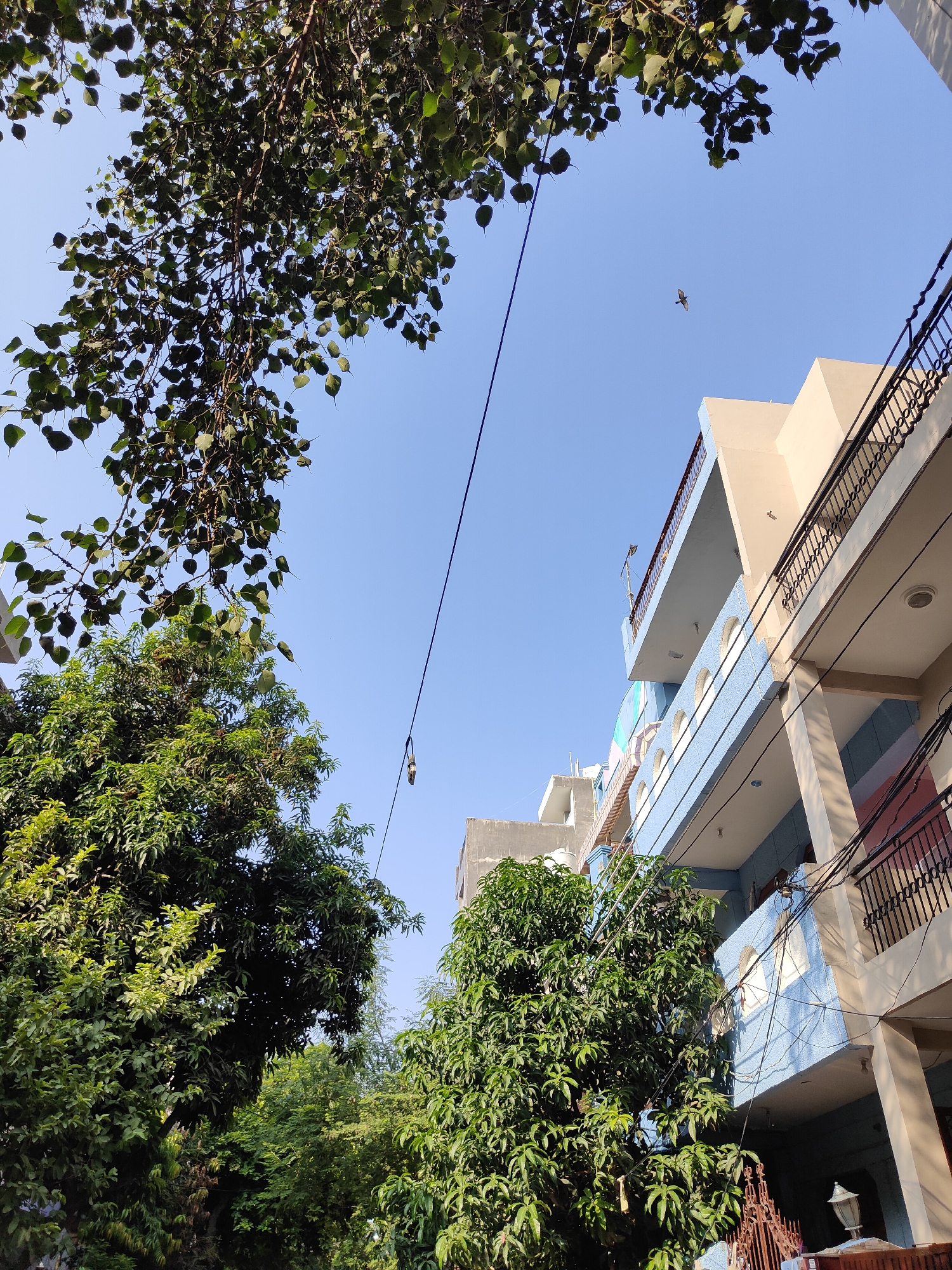 This is a low-angle outdoor, slightly upward-facing shot taken in Gurgaon, India, on a clear day. The scene is dominated by a bright blue sky. In the foreground, the branches and heart-shaped leaves of a large tree overhang from the top left. To the right, a multi-story building with light beige and blue facades is visible, featuring balconies with black metal railings. The building's architecture suggests a residential or commercial property. Several black electrical wires crisscross the sky, one of which has a small, dark object hanging from it. A lone bird is captured in mid-flight in the upper center of the frame. Below the building and partially obscured by trees, a decorative metal gate and a lamp post are visible. The vegetation is lush green, indicating a well-maintained area. The lighting suggests it is daytime, with sunlight casting shadows.