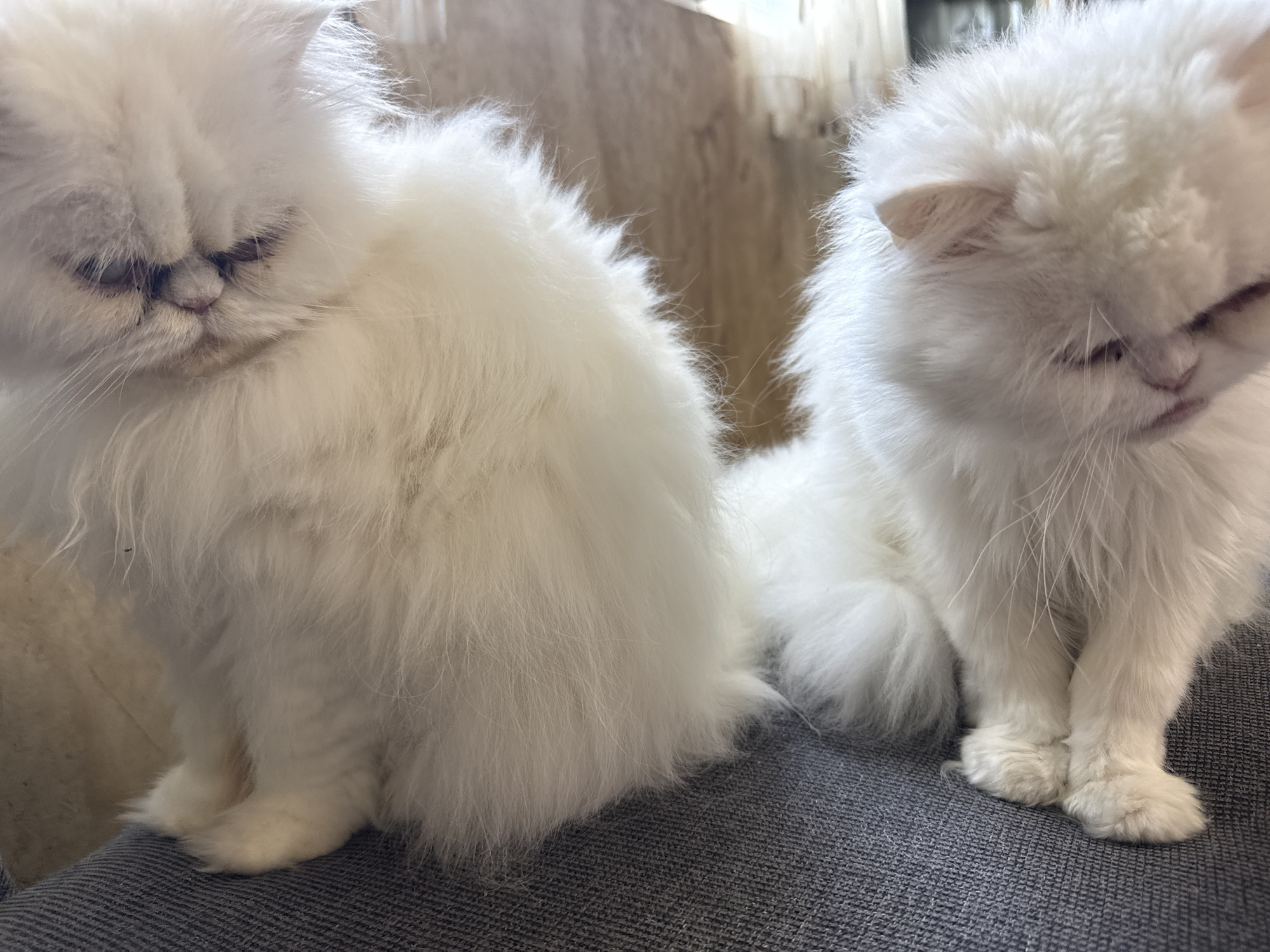 Two white Persian cats are sitting on a gray upholstered surface. The cat on the left is larger and mostly obscured from view, only showing its head and paws. The cat on the right is smaller and more fully visible, sitting upright with its paws on the surface. The background is blurred, but suggests an indoor setting. The location is not identifiable as Burgas, Bulgaria based on the visual information provided.