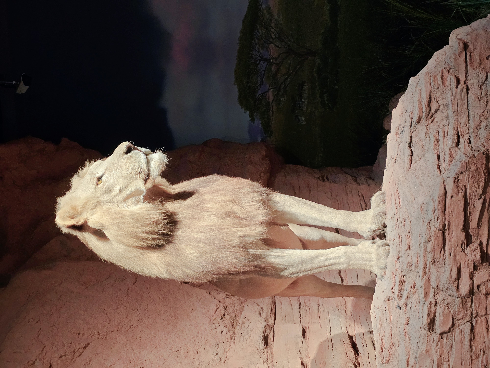 The image depicts a taxidermied white lion standing on a rock formation. The lion is facing left and looking upwards, with its head tilted back. Its fur is light-colored, and it has a mane. The rock formation is rough and textured, with a reddish-pink hue. In the background, there is a dark sky with hints of purple and pink, suggesting it might be dusk or dawn. A silhouetted tree with sparse branches is visible against the dark sky. The scene appears to be an exhibit, possibly in a museum or zoo, designed to resemble a natural habitat. The lighting is dim, with a spotlight illuminating the lion and the rocks. There is no visible text in the image. The overall mood is one of stillness and majesty.