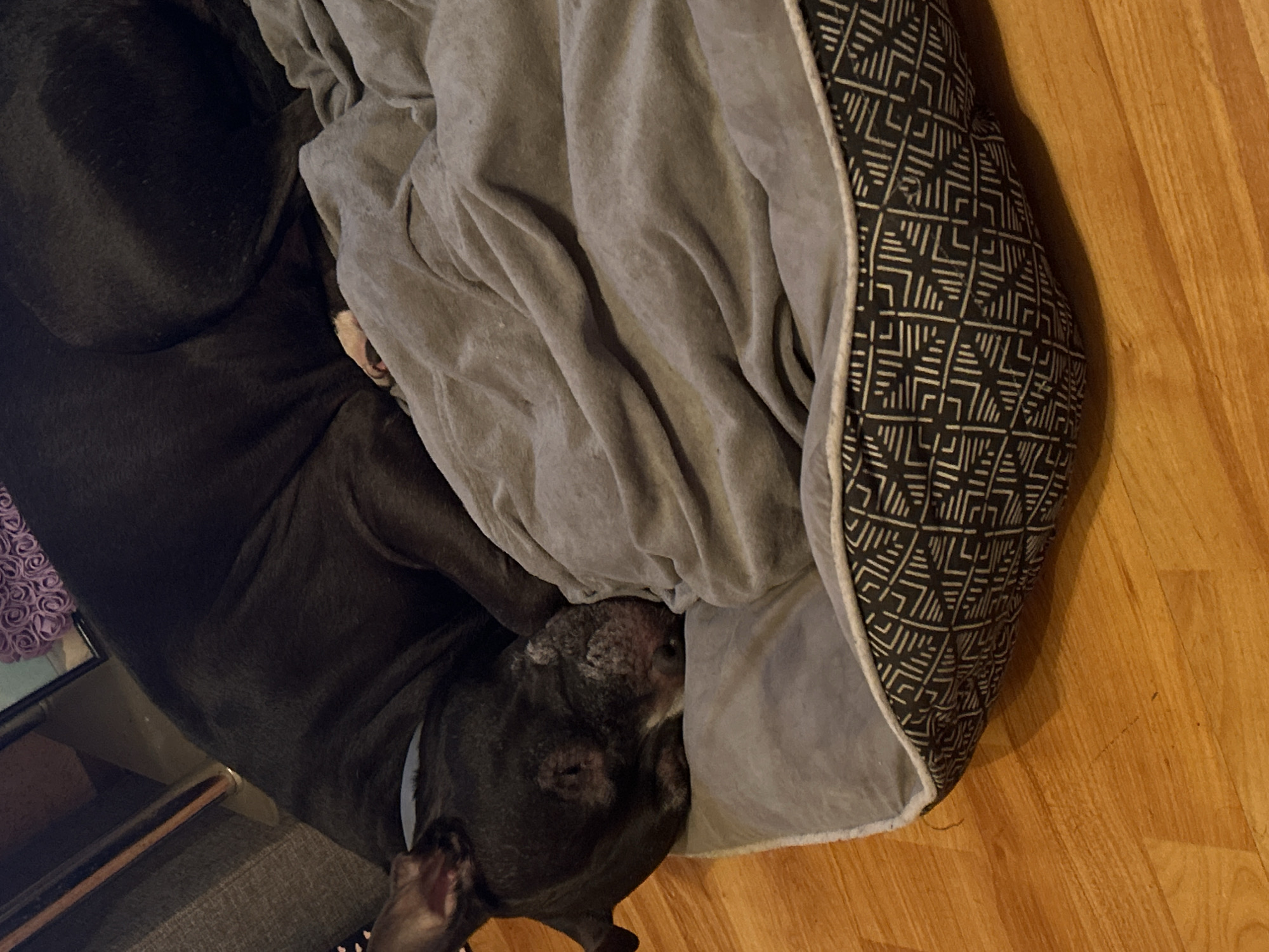 A dark-colored dog, possibly a pit bull or similar breed, is the central subject, captured in a cozy, top-down view within an indoor setting. The dog is comfortably curled up and resting in its pet bed, largely covered by a soft, light grey blanket or cushion. Only part of its head and body are clearly visible, with its face partially obscured by the blanket, suggesting a state of deep relaxation. The visible areas of its snout show some grey fur, indicating an older dog. A subtle blue collar is visible around its neck.
The pet bed has a black exterior adorned with a distinctive white geometric pattern, while its interior is lined with a soft, lighter grey material that matches the blanket covering the dog. The dog and its bed are positioned on a warm-toned wooden floor, which takes up a significant portion of the right side of the image.
In the bottom left corner, elements of a domestic environment are partially visible: a dark grey upholstered surface, likely a couch or chair, and a small table supporting a purple, ruffled decorative object and the edge of what appears to be a picture frame. The overall atmosphere conveys peace and comfort. No visible text is present in the image. Although the location context provided is Sofia, Bulgaria, there are no specific visual cues within the image to confirm this. The lighting is soft, consistent with indoor illumination during various times of day.