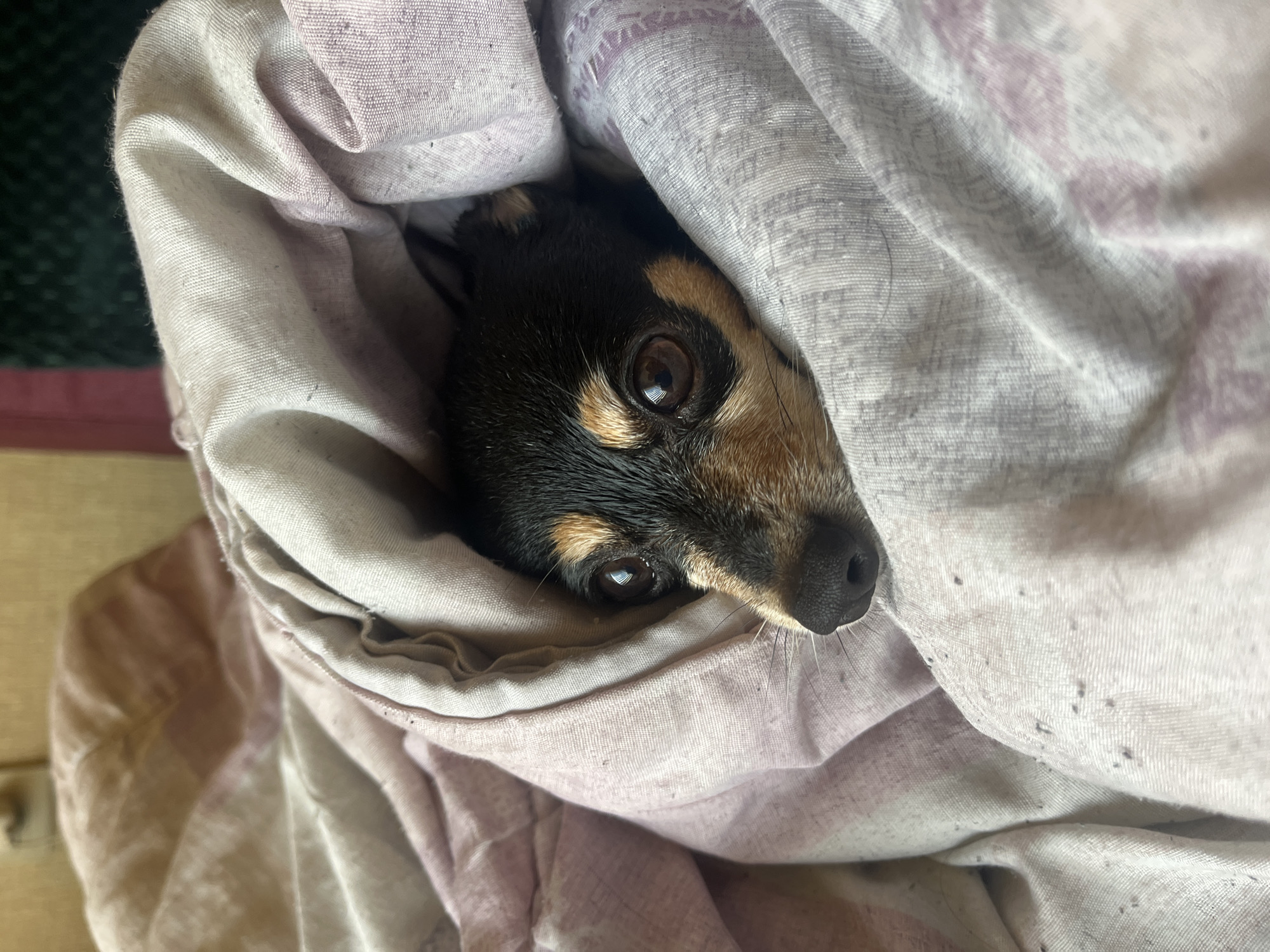 A black and tan Chihuahua is nestled in a light purple and white patterned blanket. The dog's head is visible, with its eyes open and focused towards the camera. The blanket is draped around the dog, creating a cocoon-like effect. The location is indeterminate as there are no features to identify Sofia, Bulgaria or any other city.